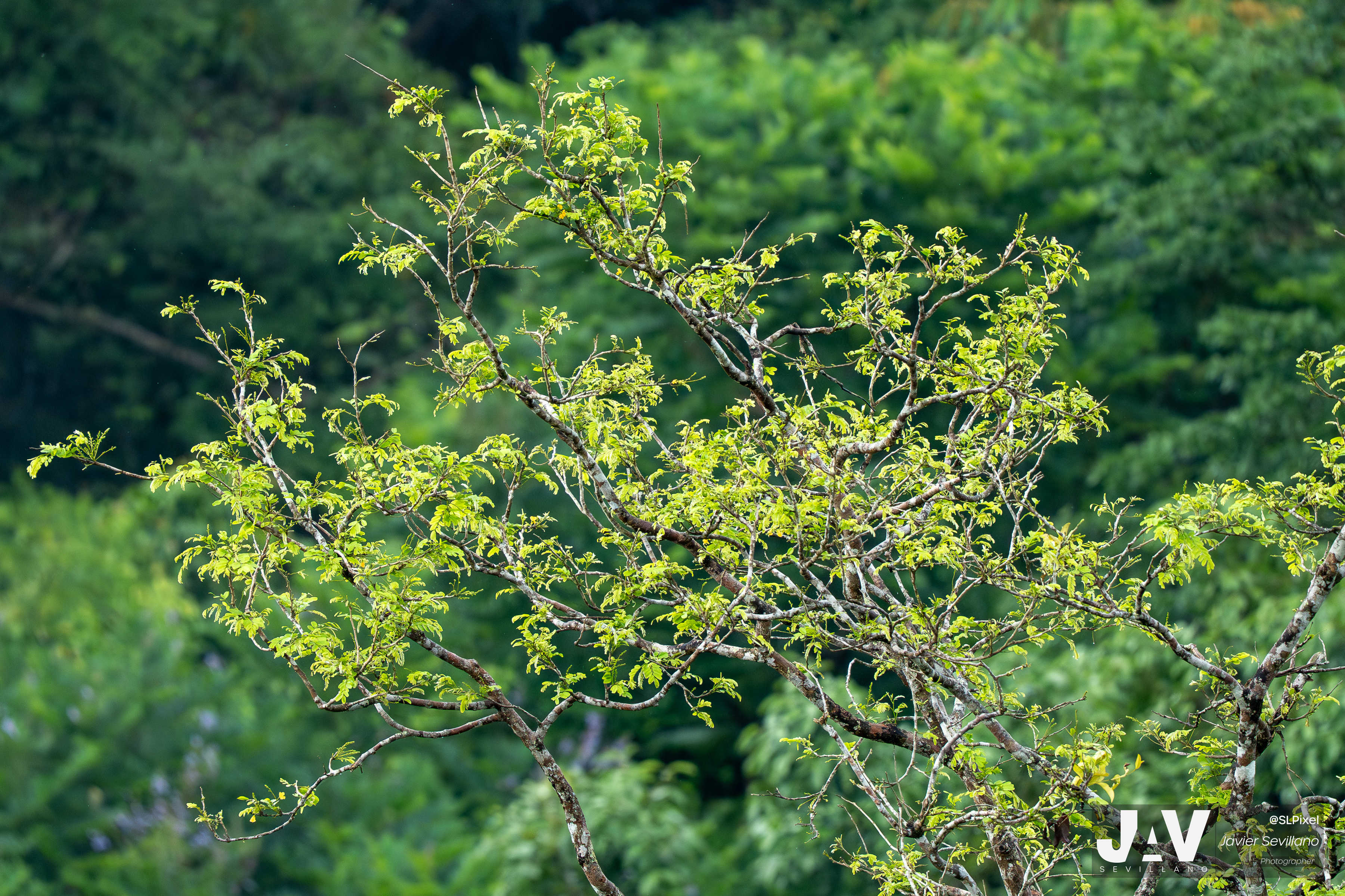 PANAMA RAINFOREST