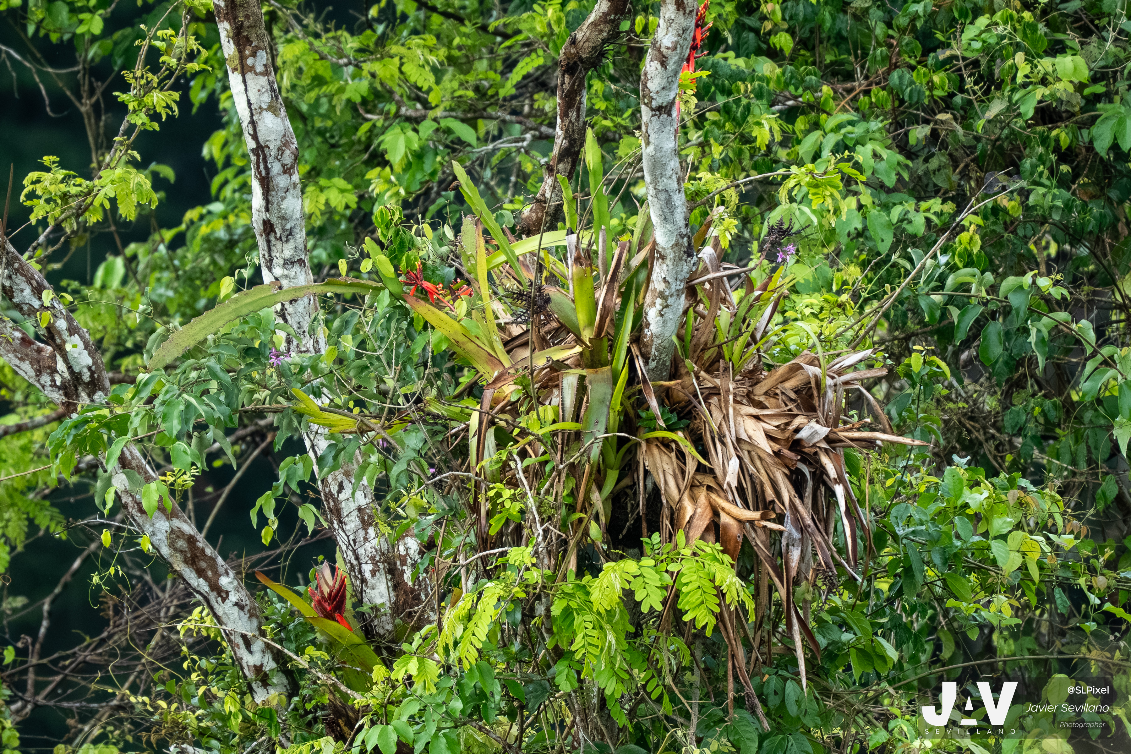 PANAMA RAINFOREST — 2