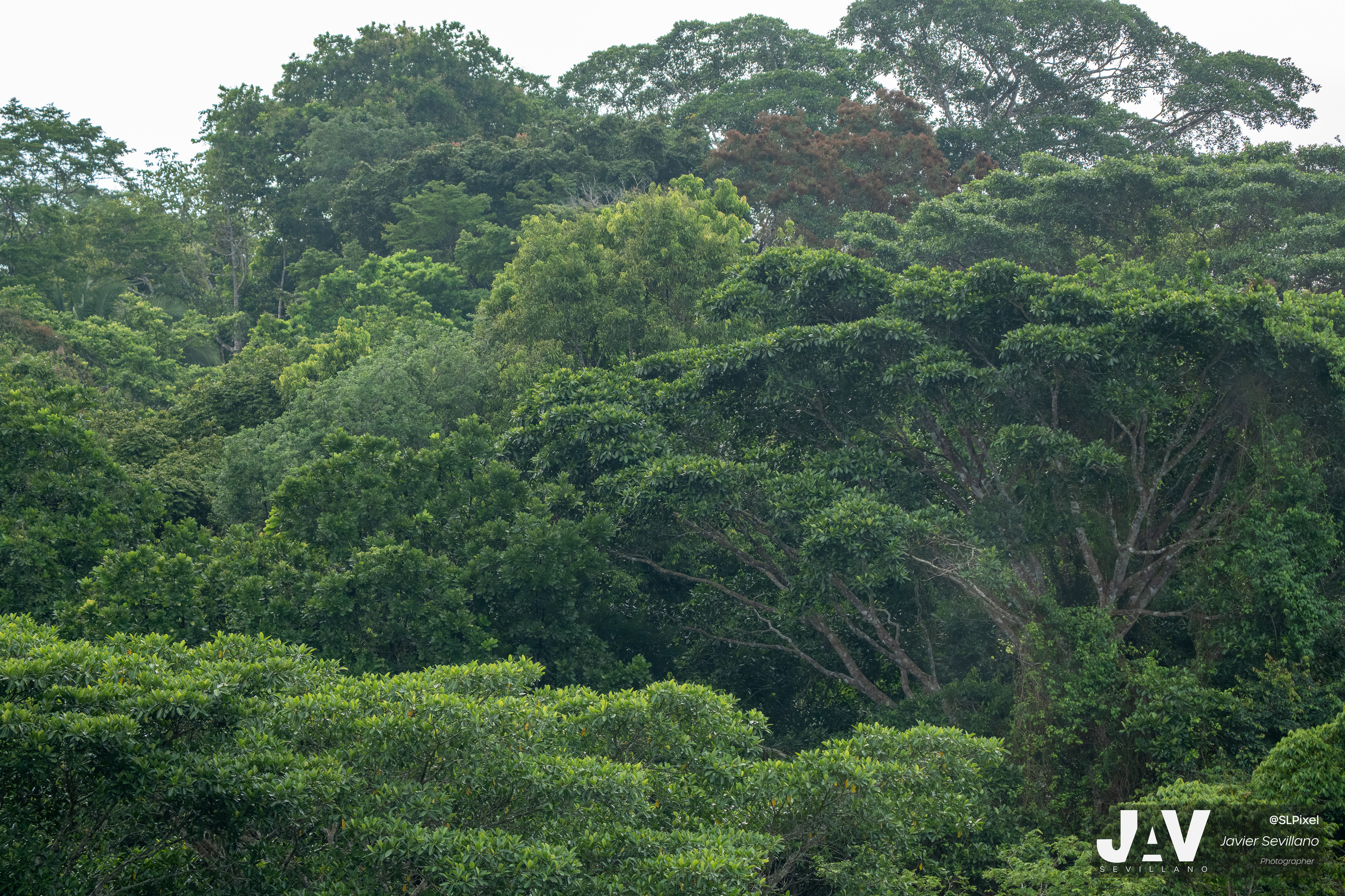 PANAMA RAINFOREST — 3