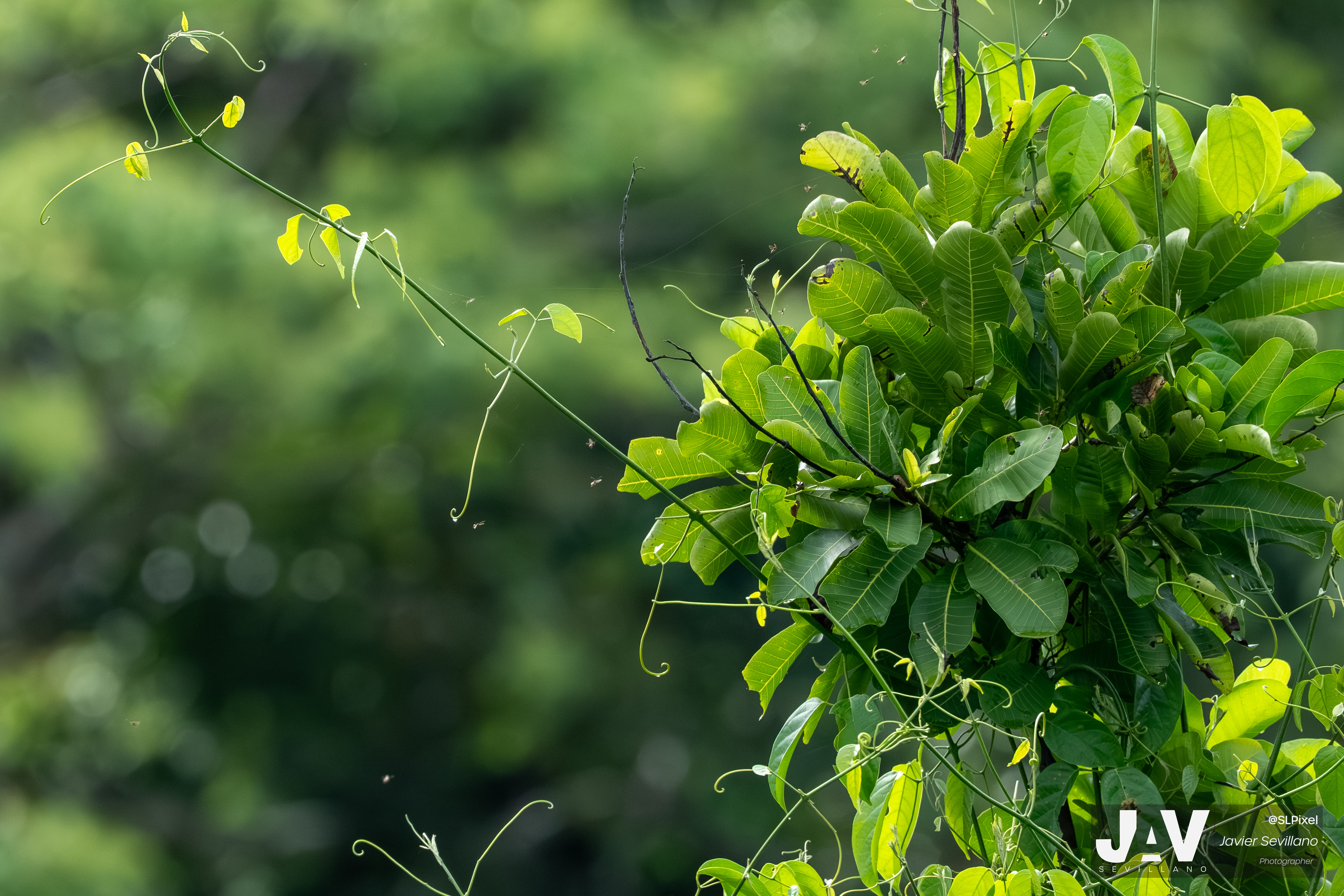PANAMA RAINFOREST — 5