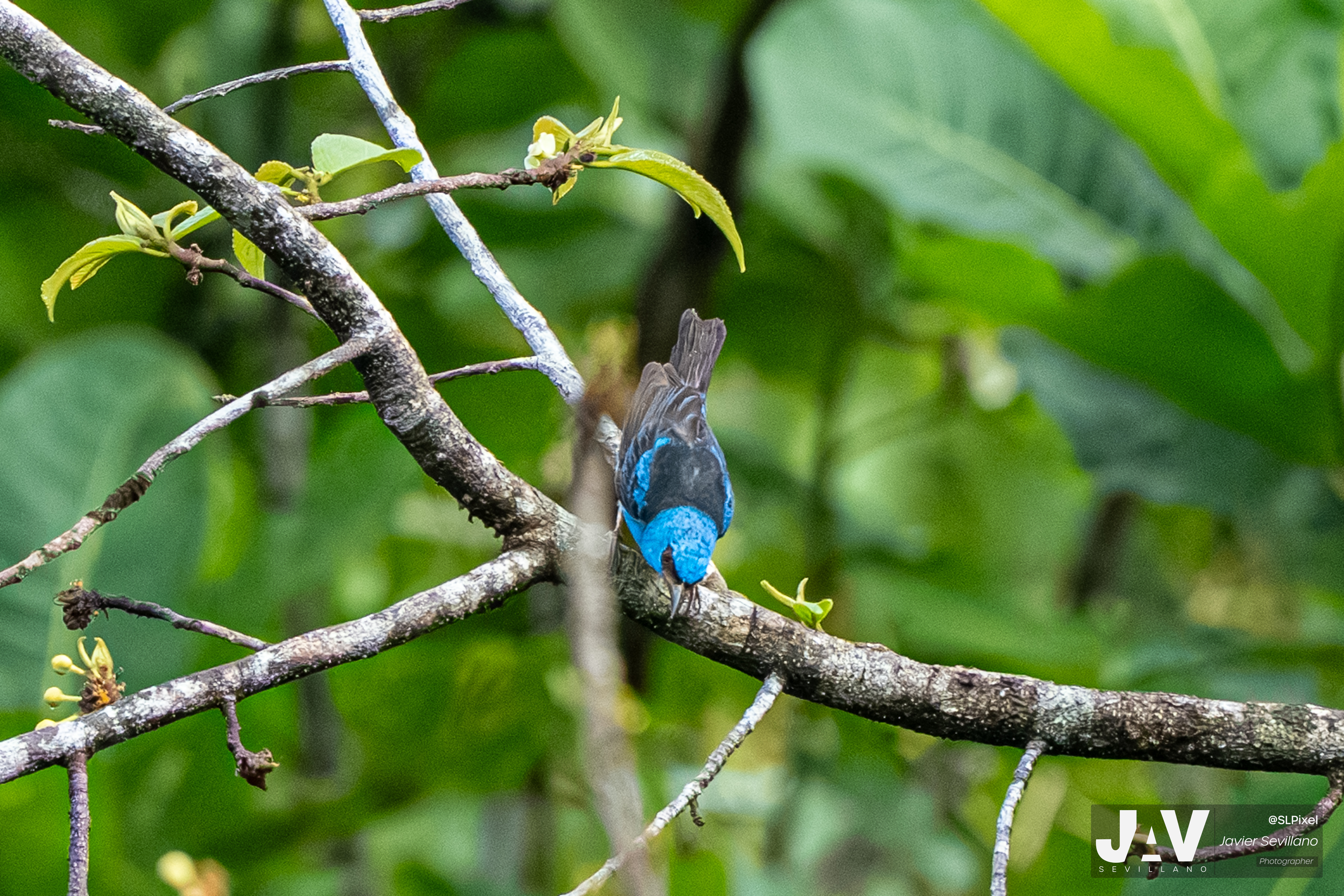 PANAMA RAINFOREST — 6
