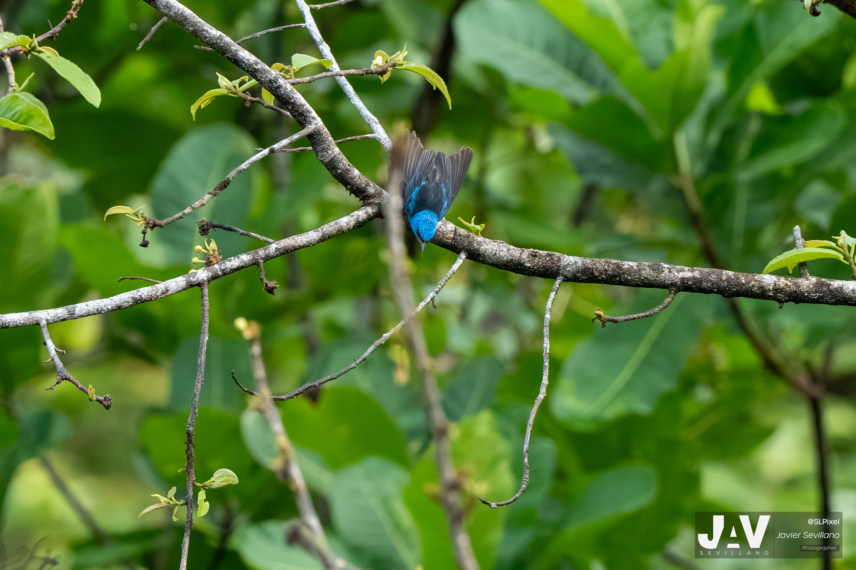 PANAMA RAINFOREST — 7