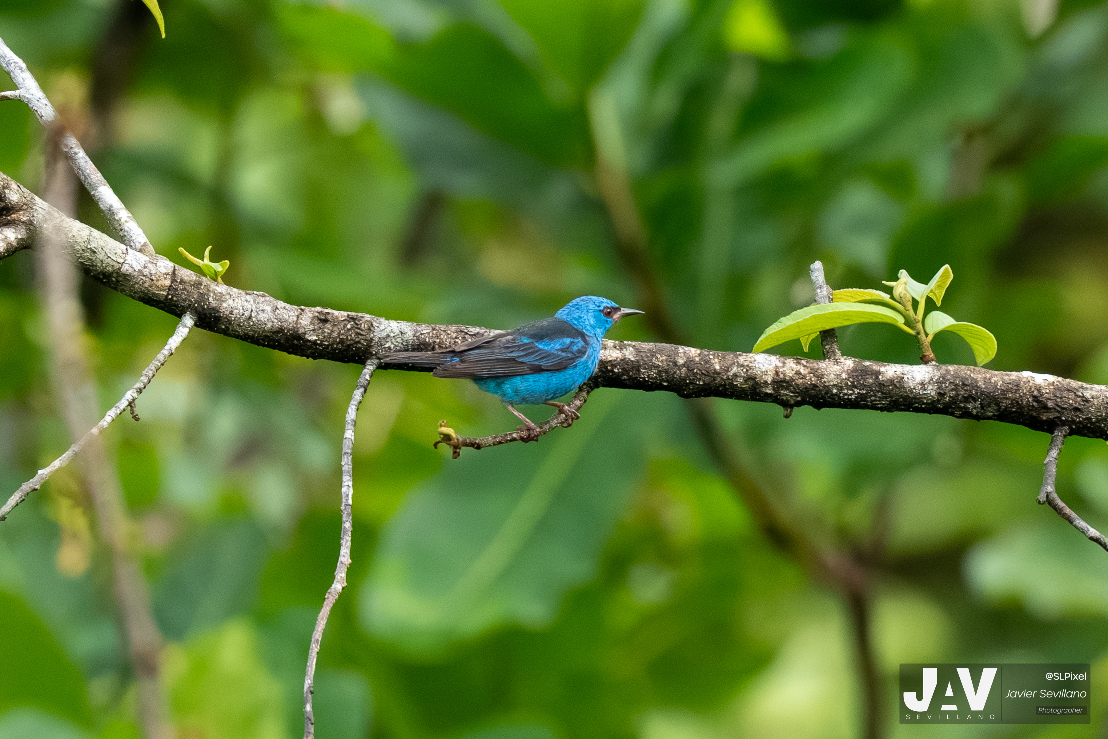 PANAMA RAINFOREST — 8