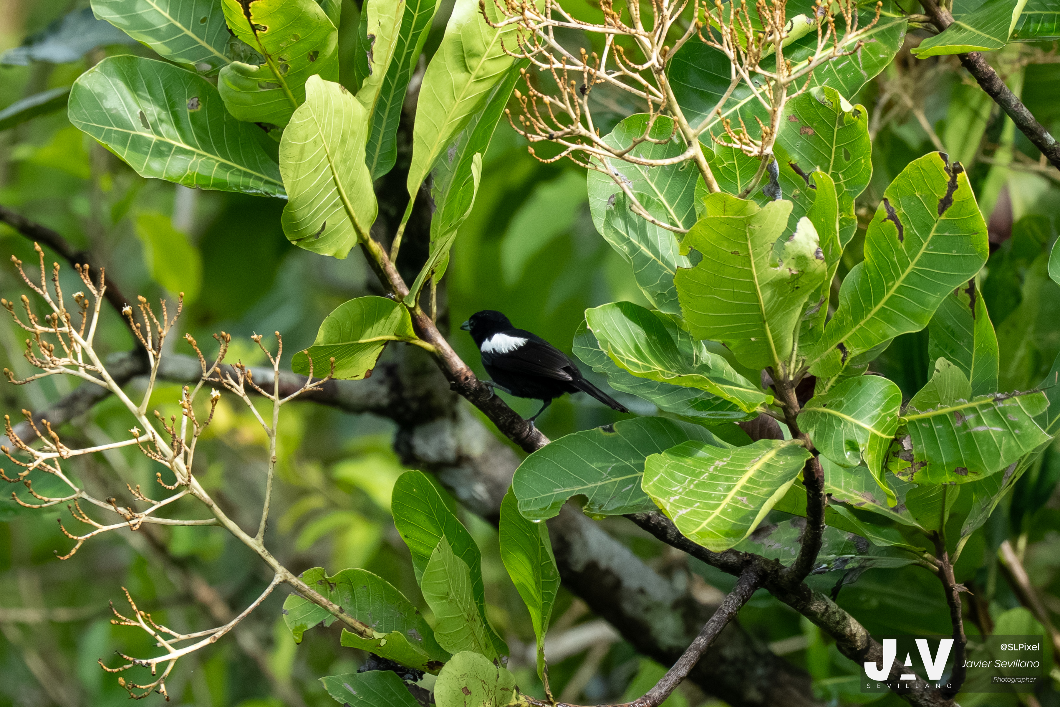 PANAMA RAINFOREST — 9