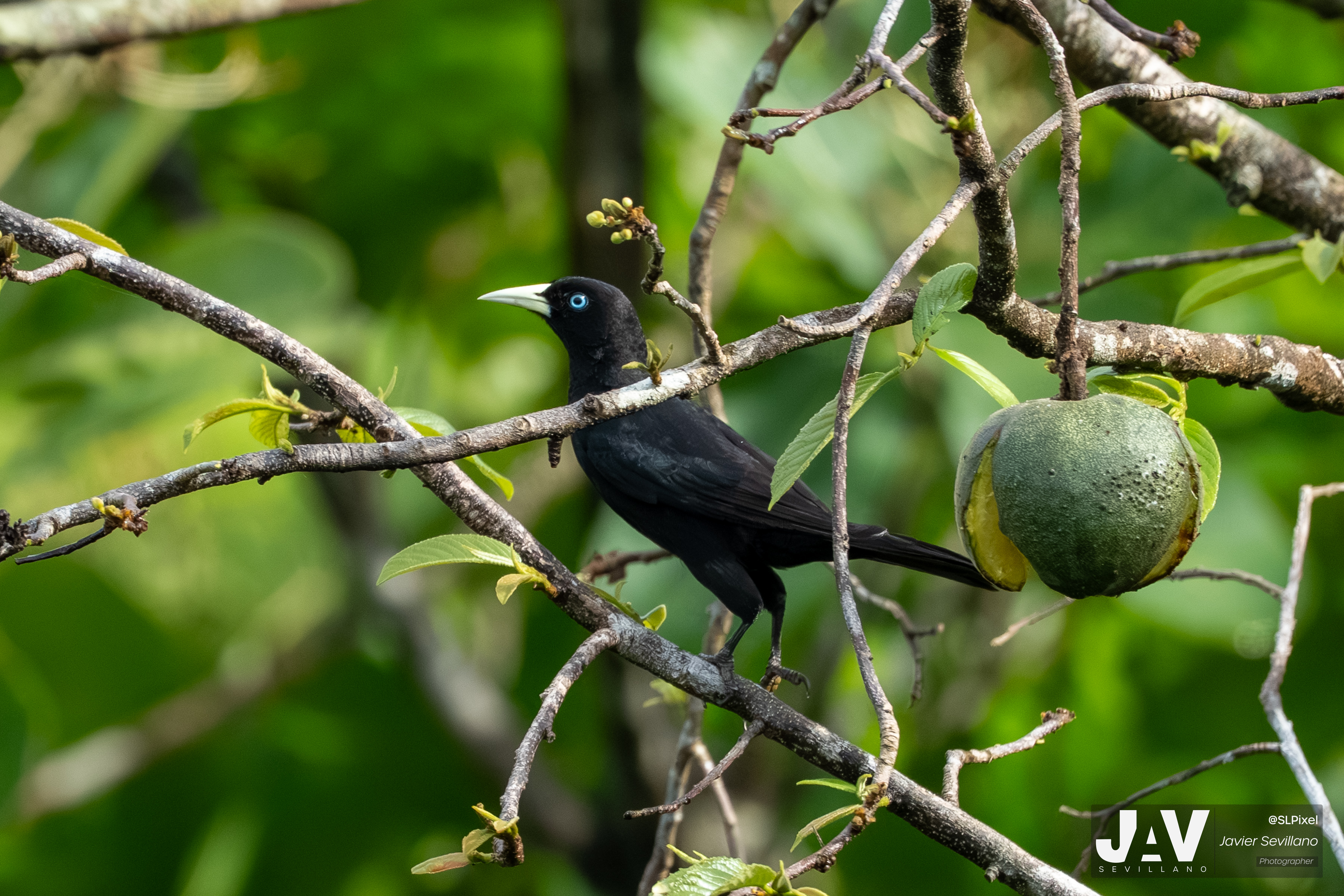 PANAMA RAINFOREST — 10