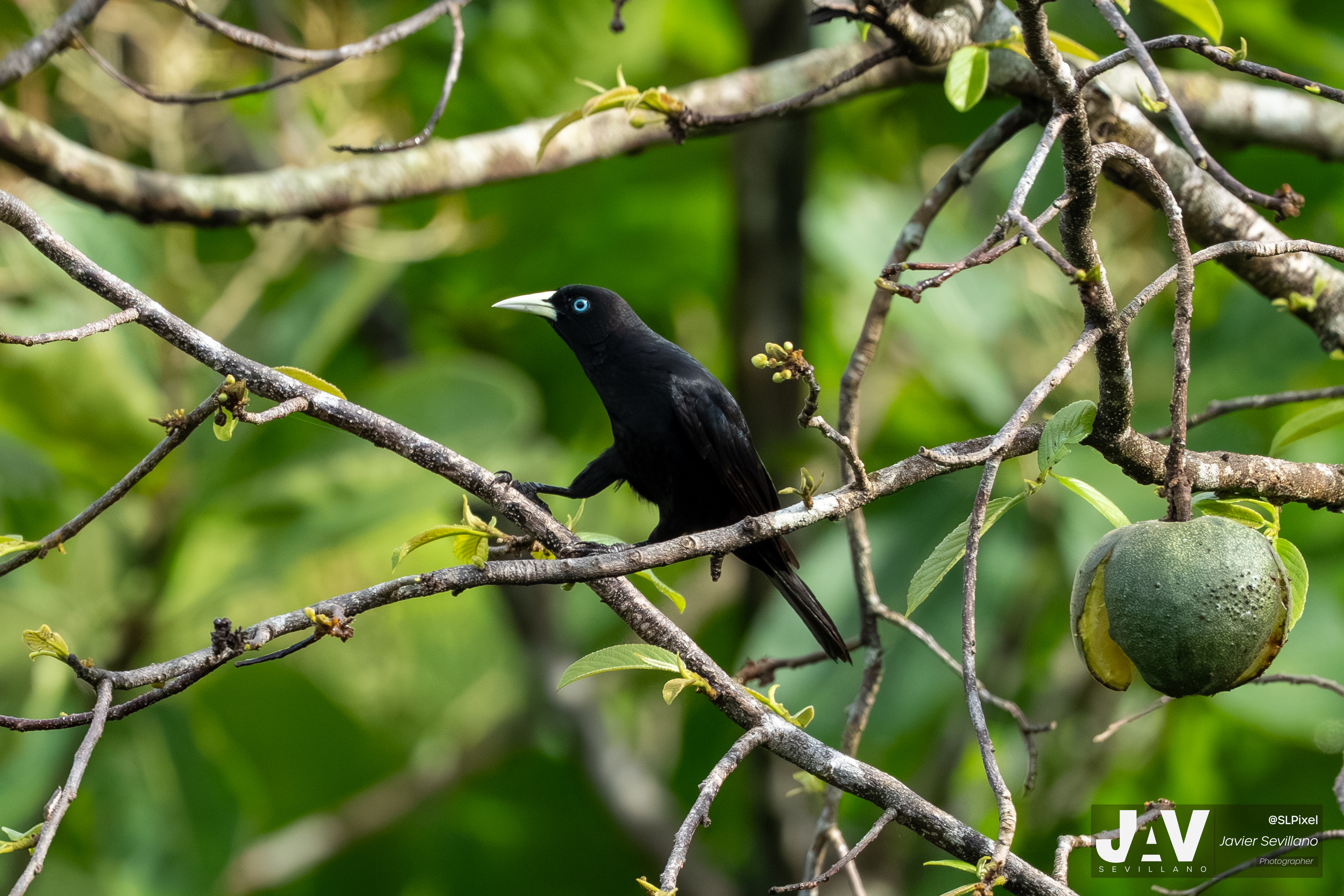 PANAMA RAINFOREST — 11