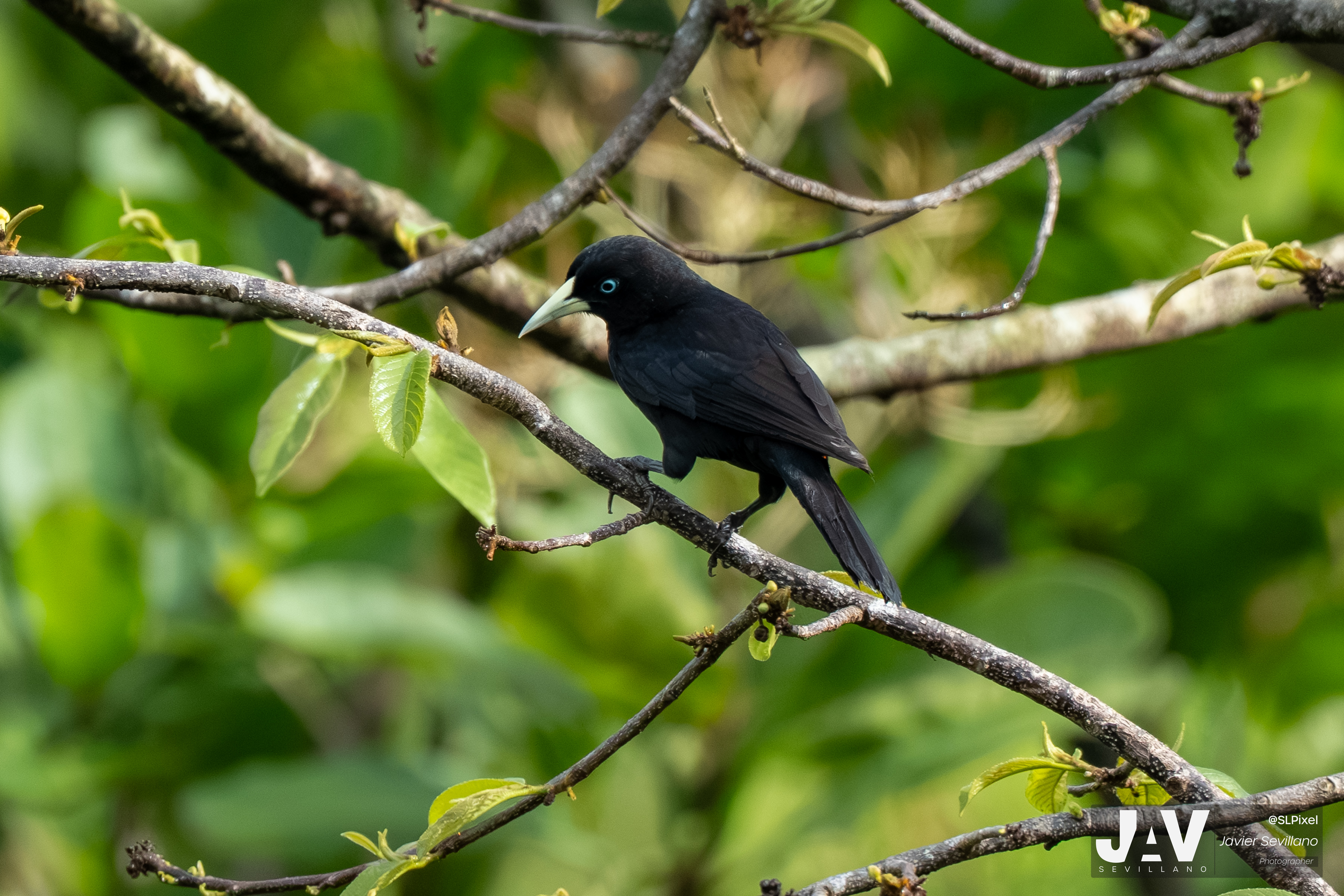 PANAMA RAINFOREST — 12