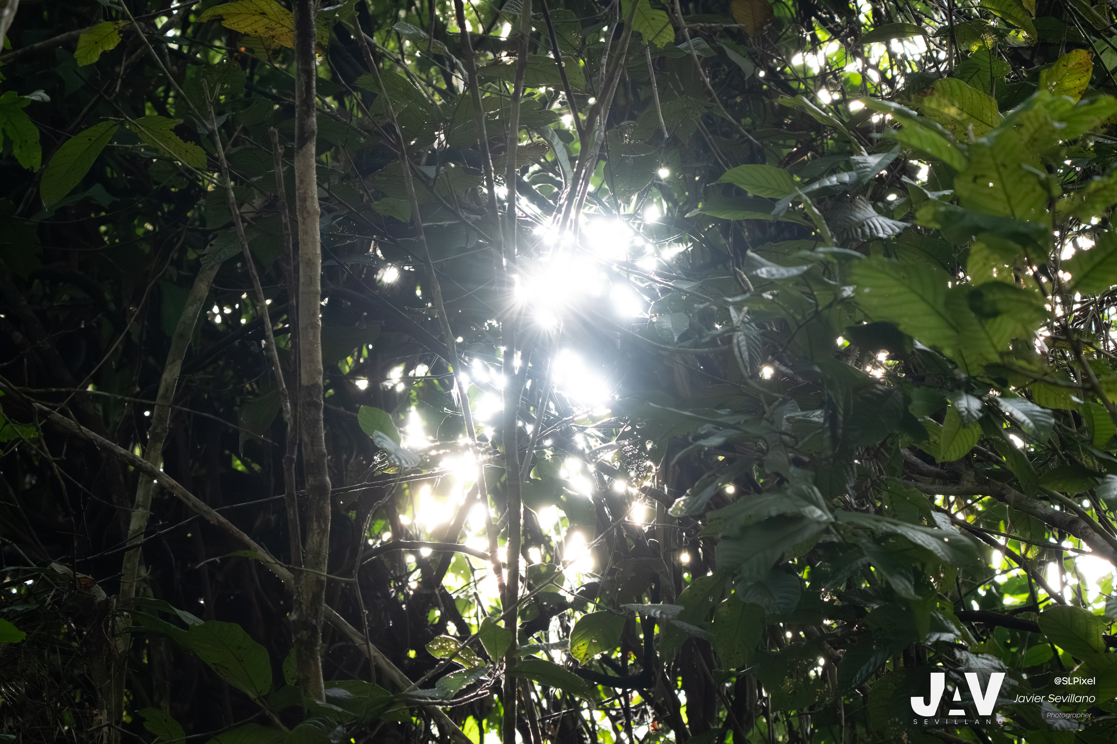 PANAMA RAINFOREST — 13