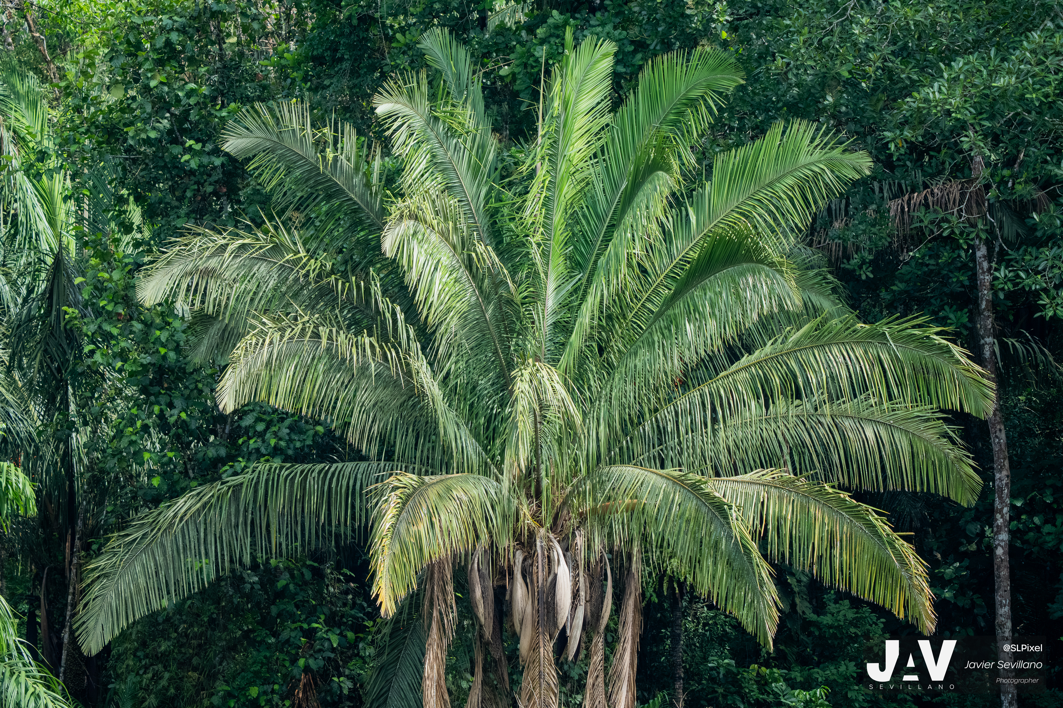 PANAMA RAINFOREST — 14