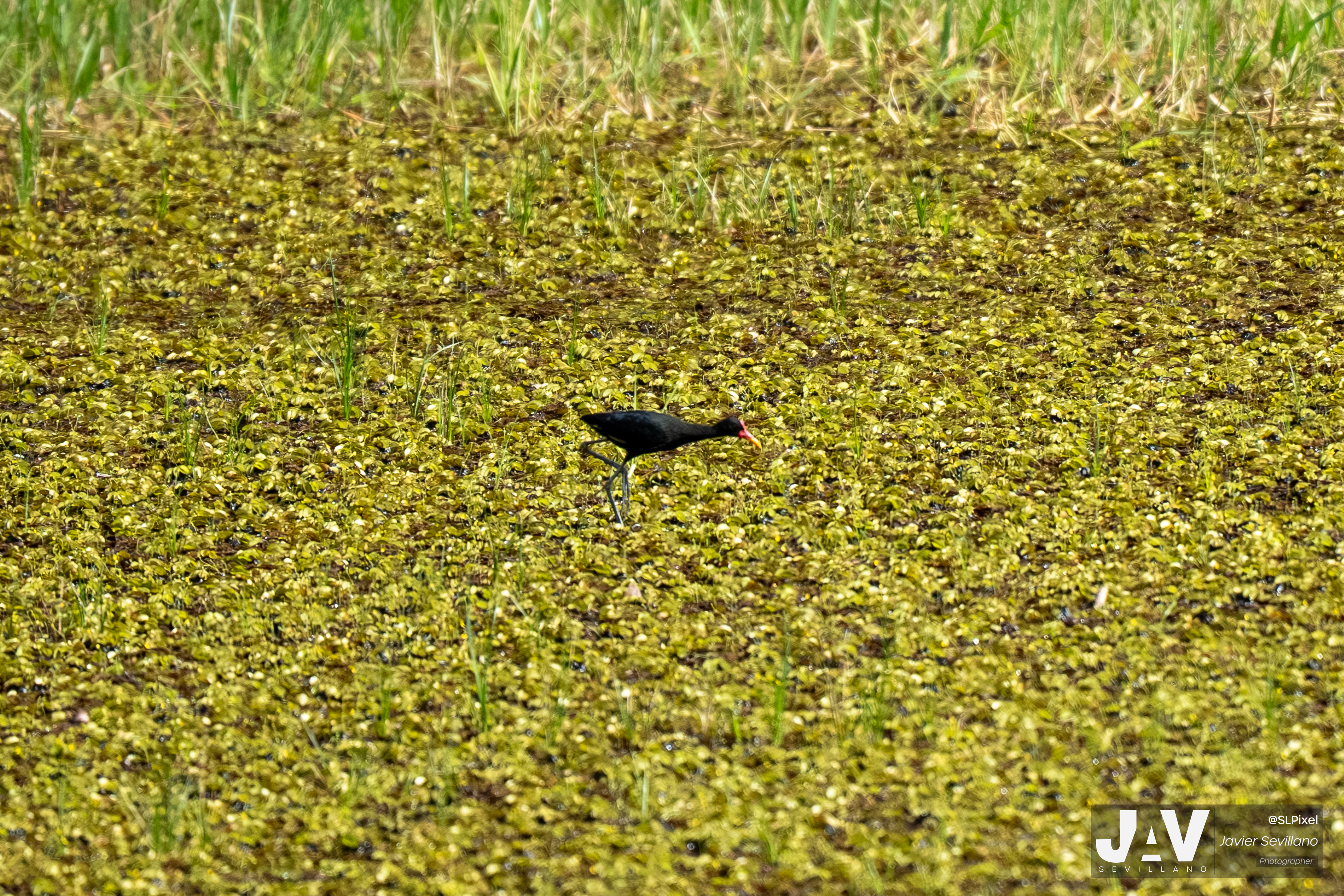 PANAMA RAINFOREST — 15