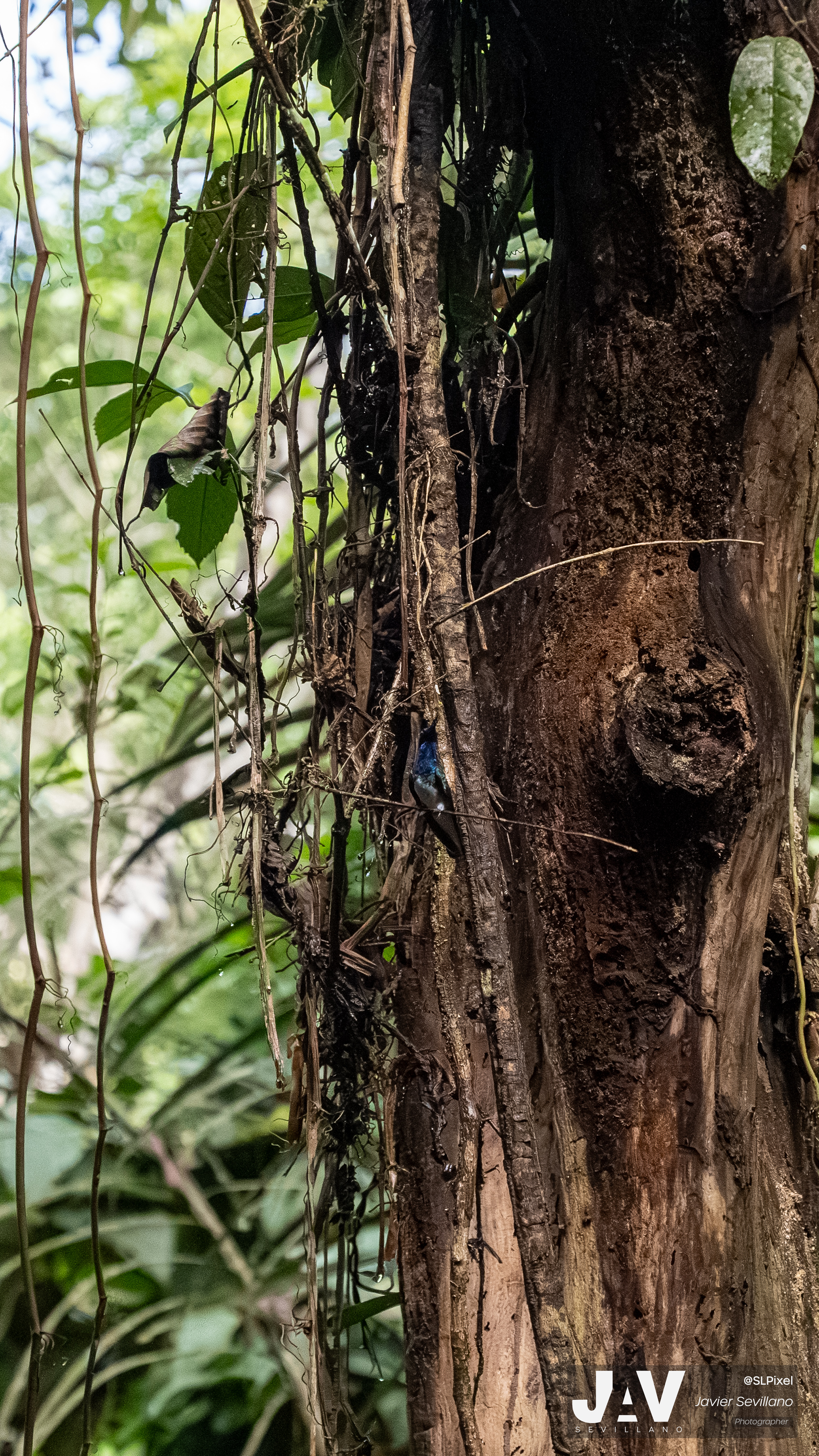 PANAMA RAINFOREST — 16
