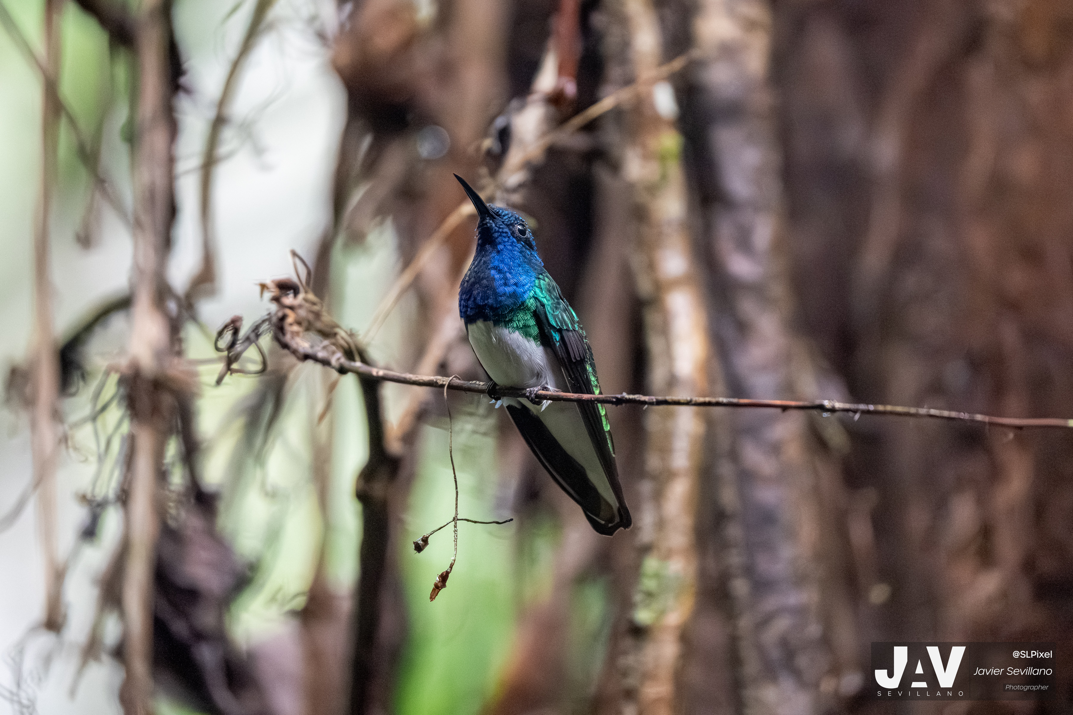 PANAMA RAINFOREST — 17