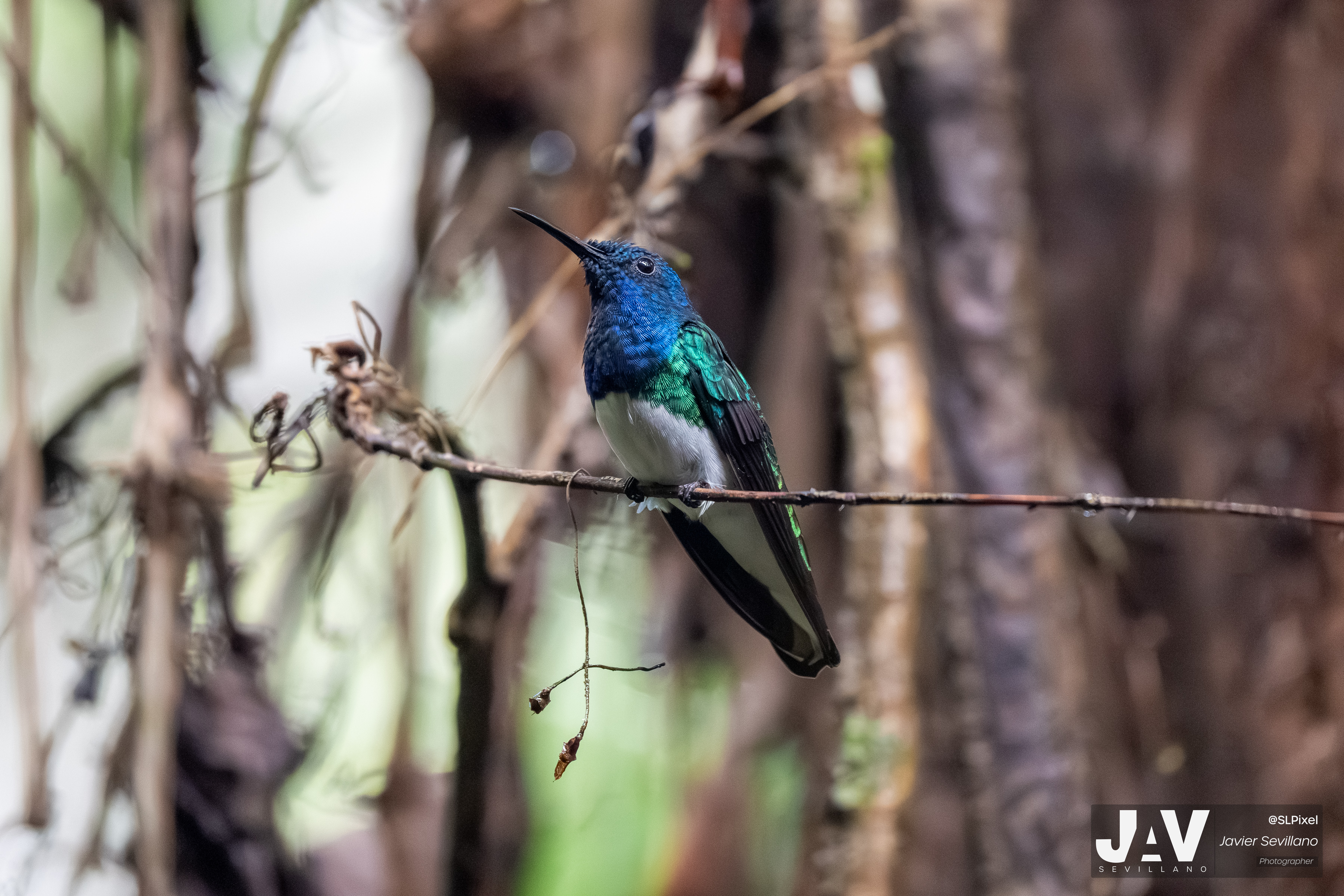 PANAMA RAINFOREST — 18