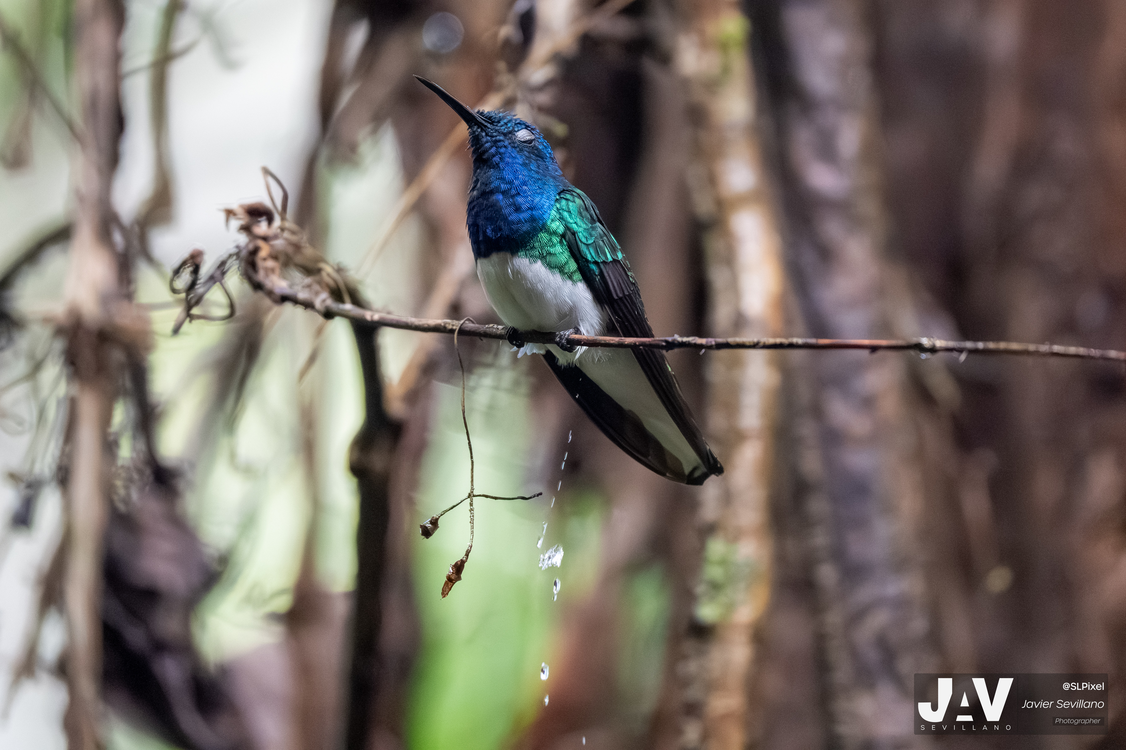 PANAMA RAINFOREST — 19