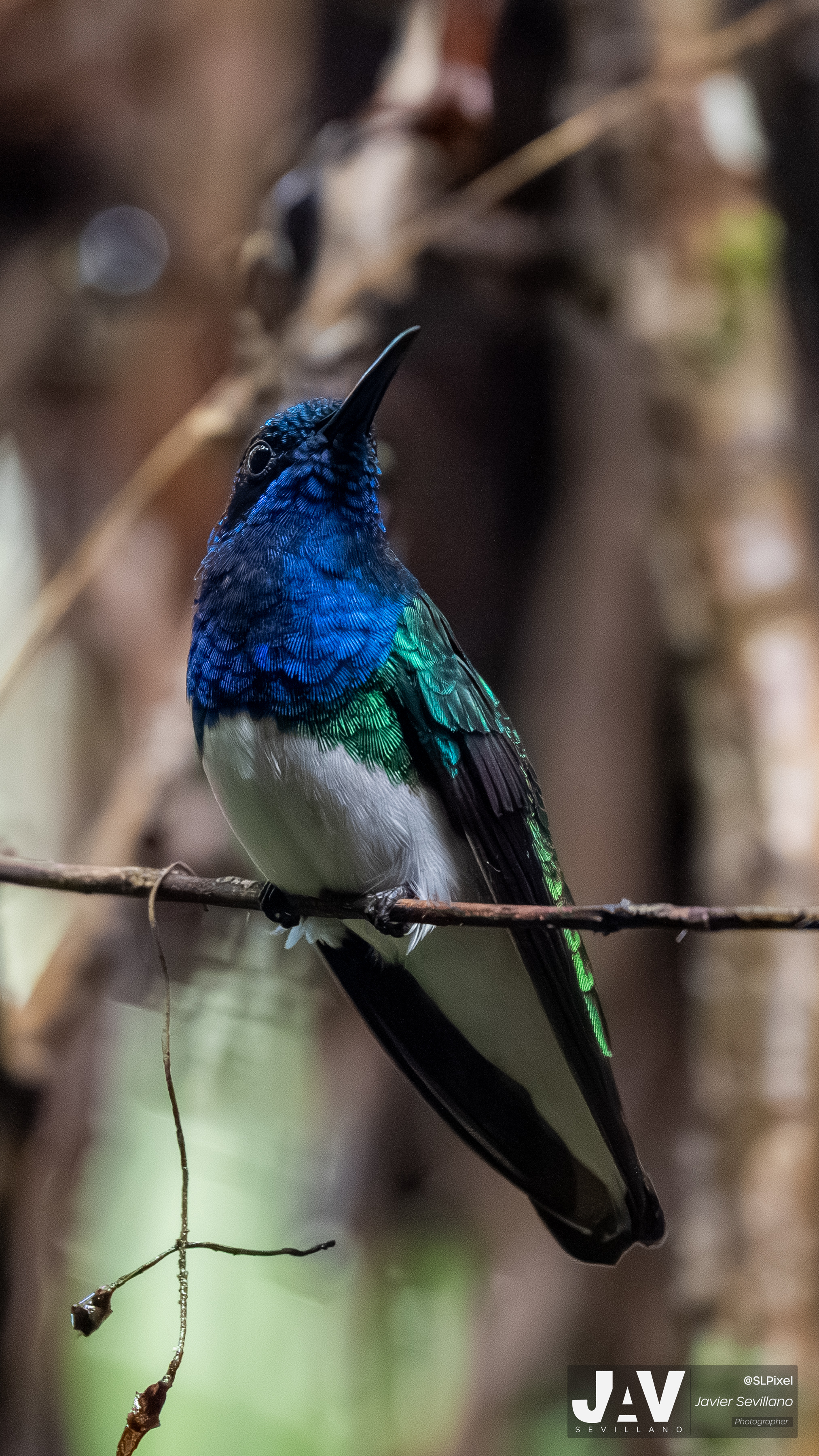 PANAMA RAINFOREST — 20