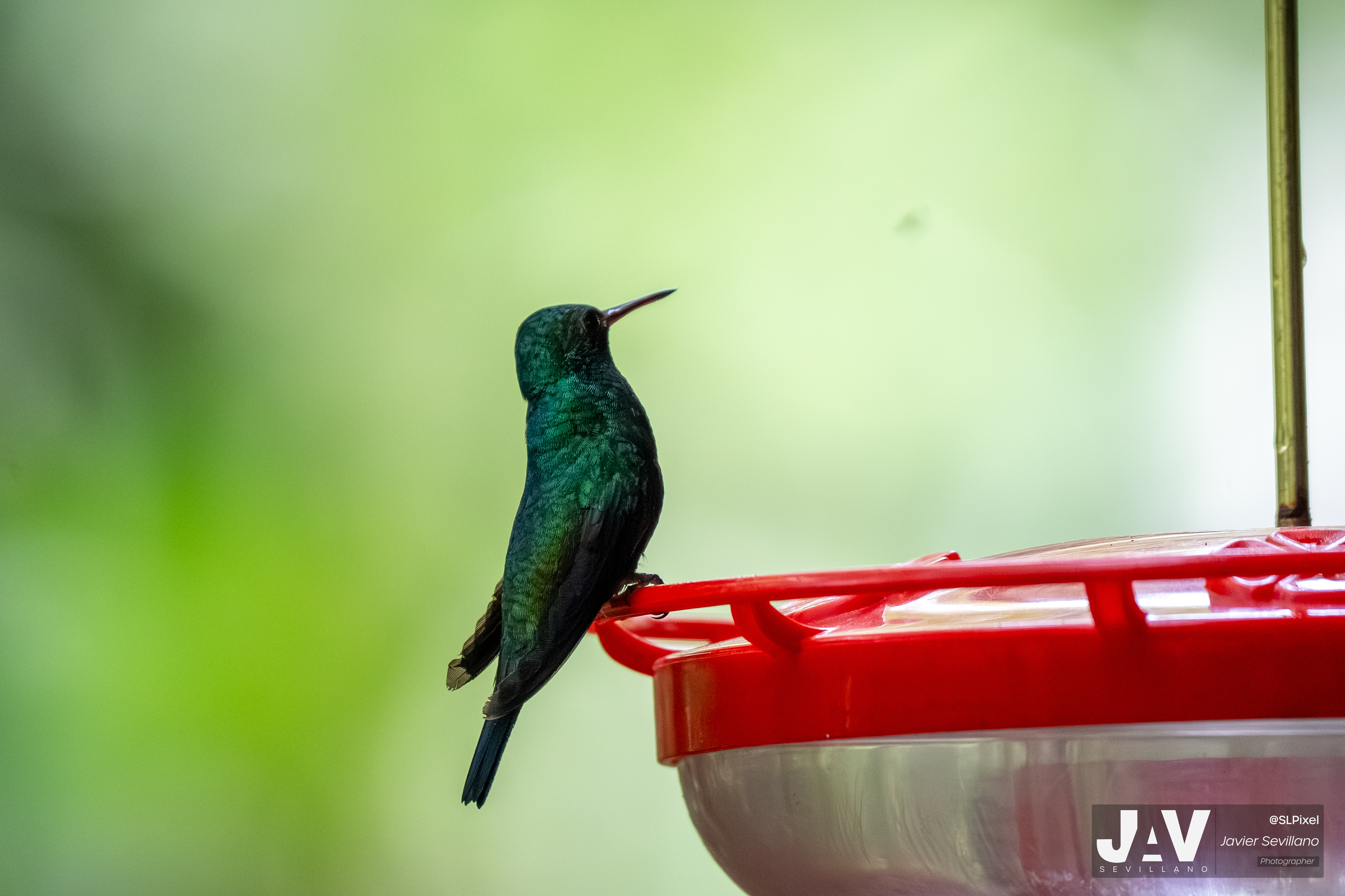 PANAMA RAINFOREST — 23