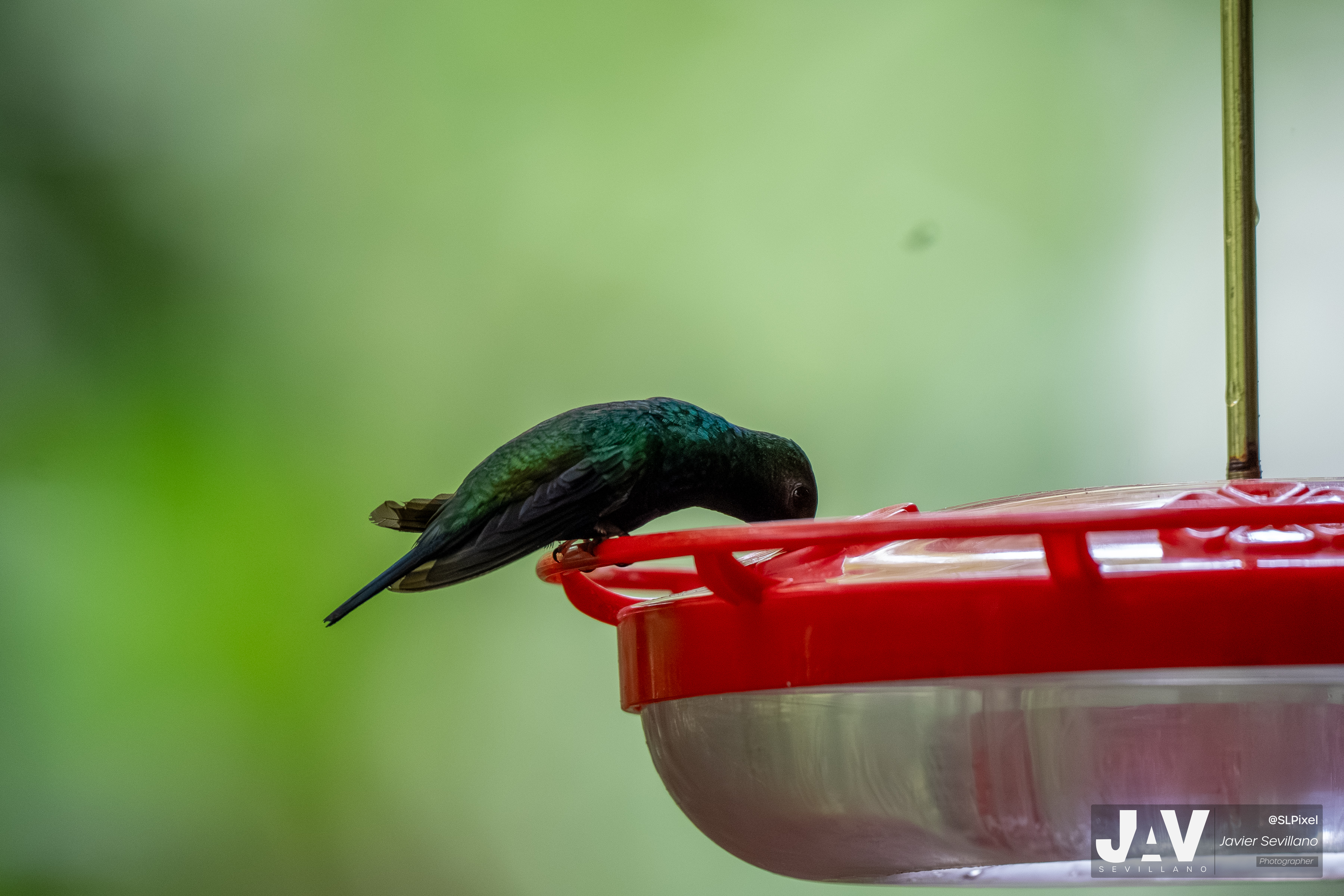 PANAMA RAINFOREST — 24