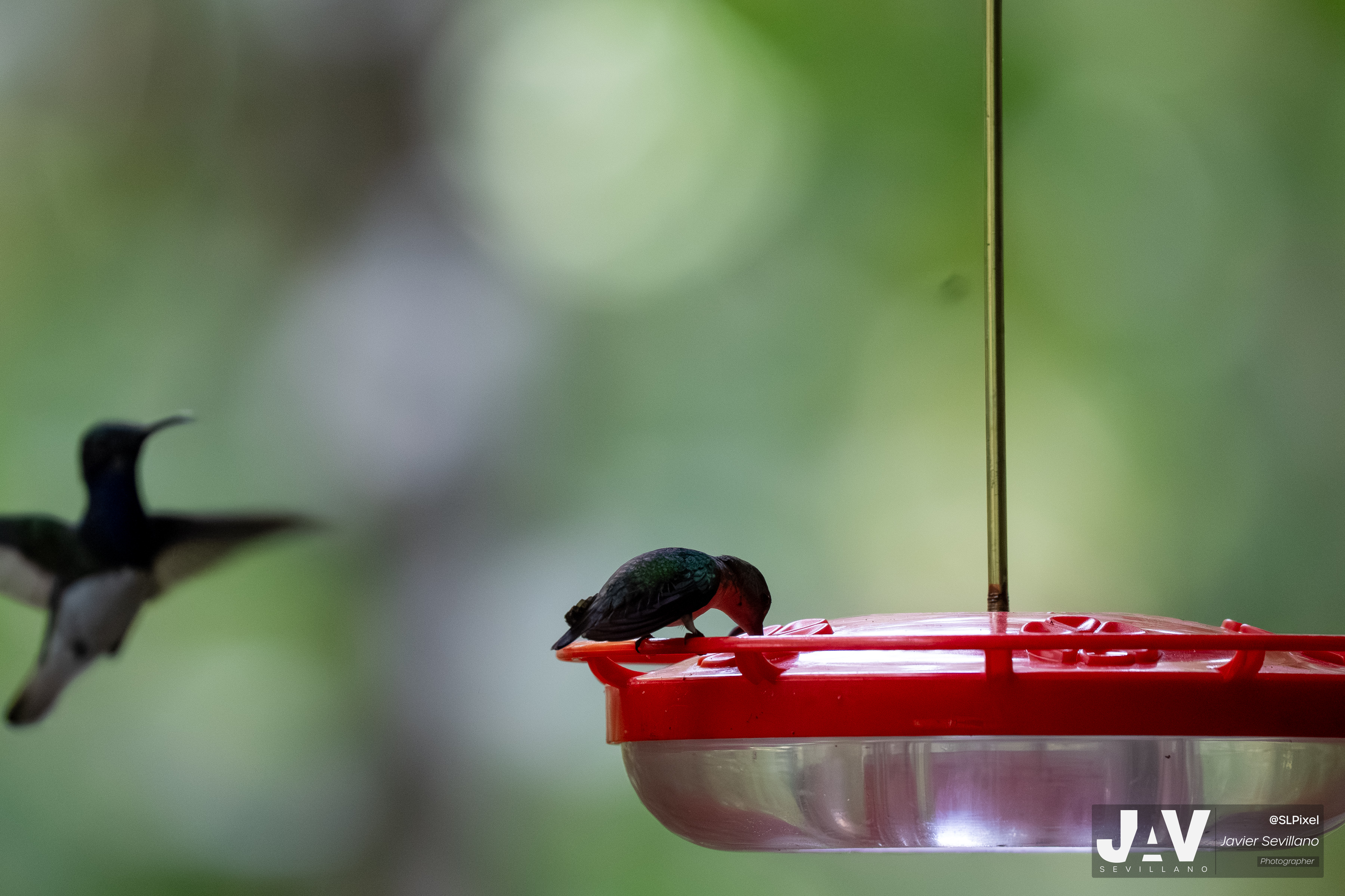 PANAMA RAINFOREST — 25