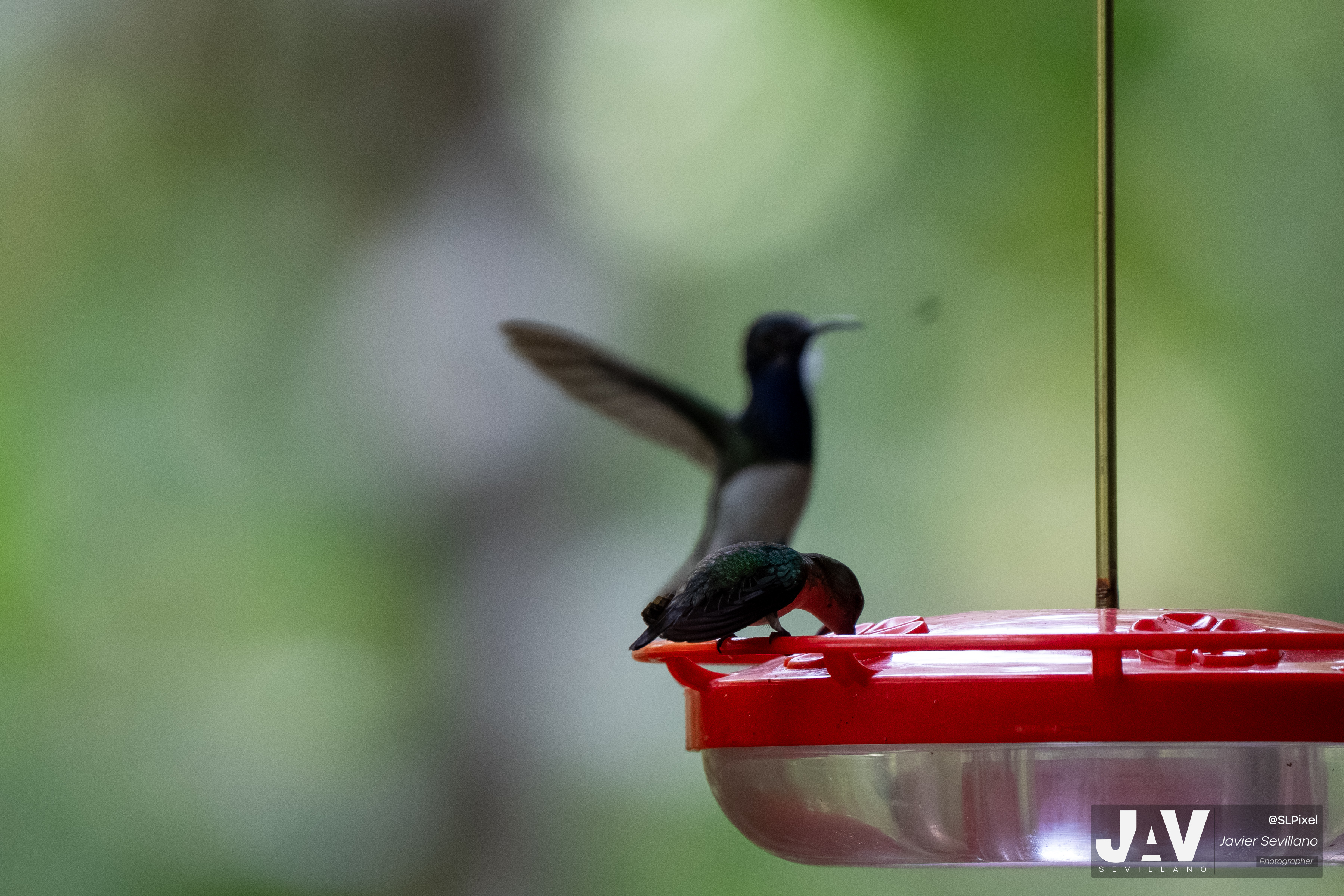 PANAMA RAINFOREST — 26