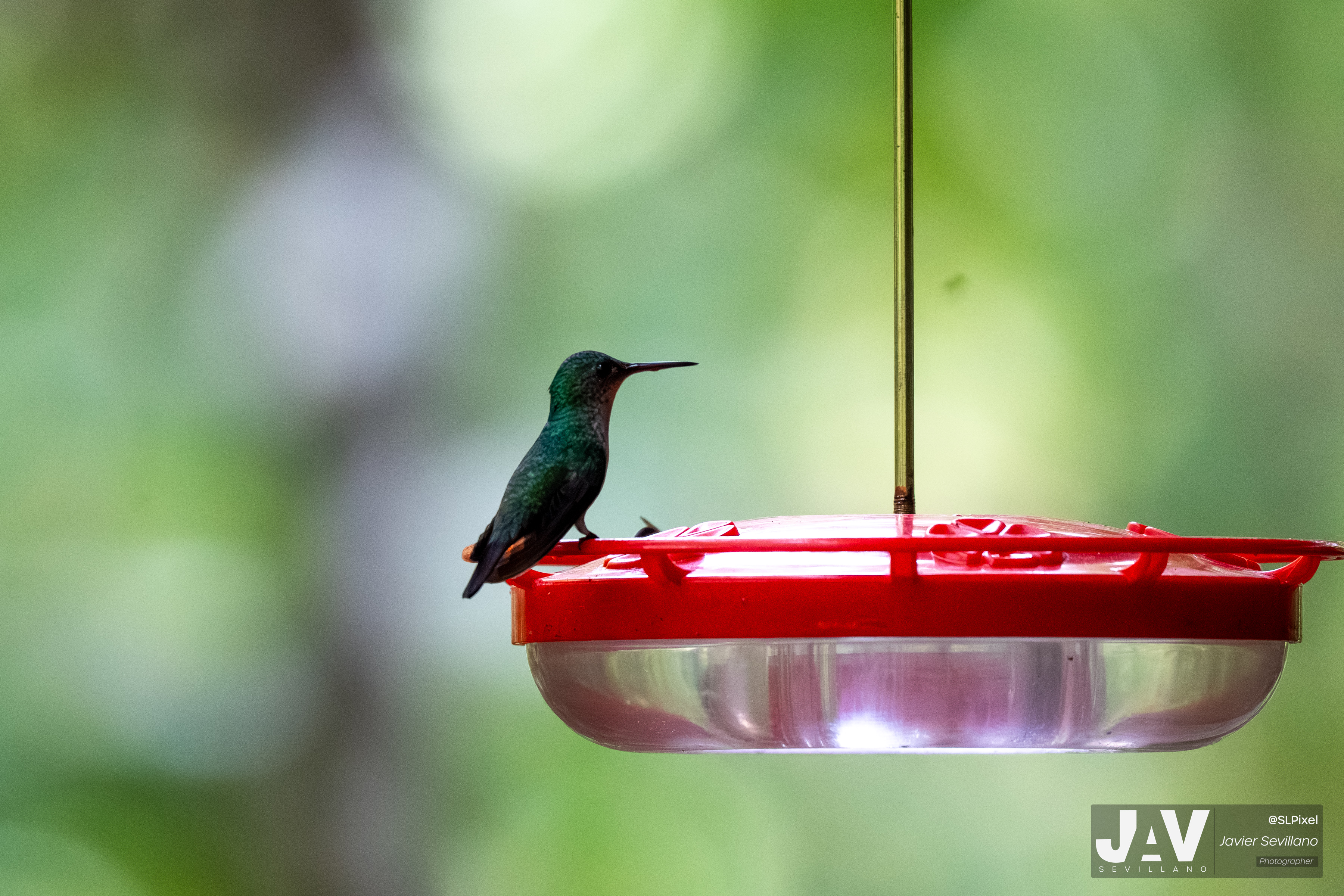 PANAMA RAINFOREST — 27