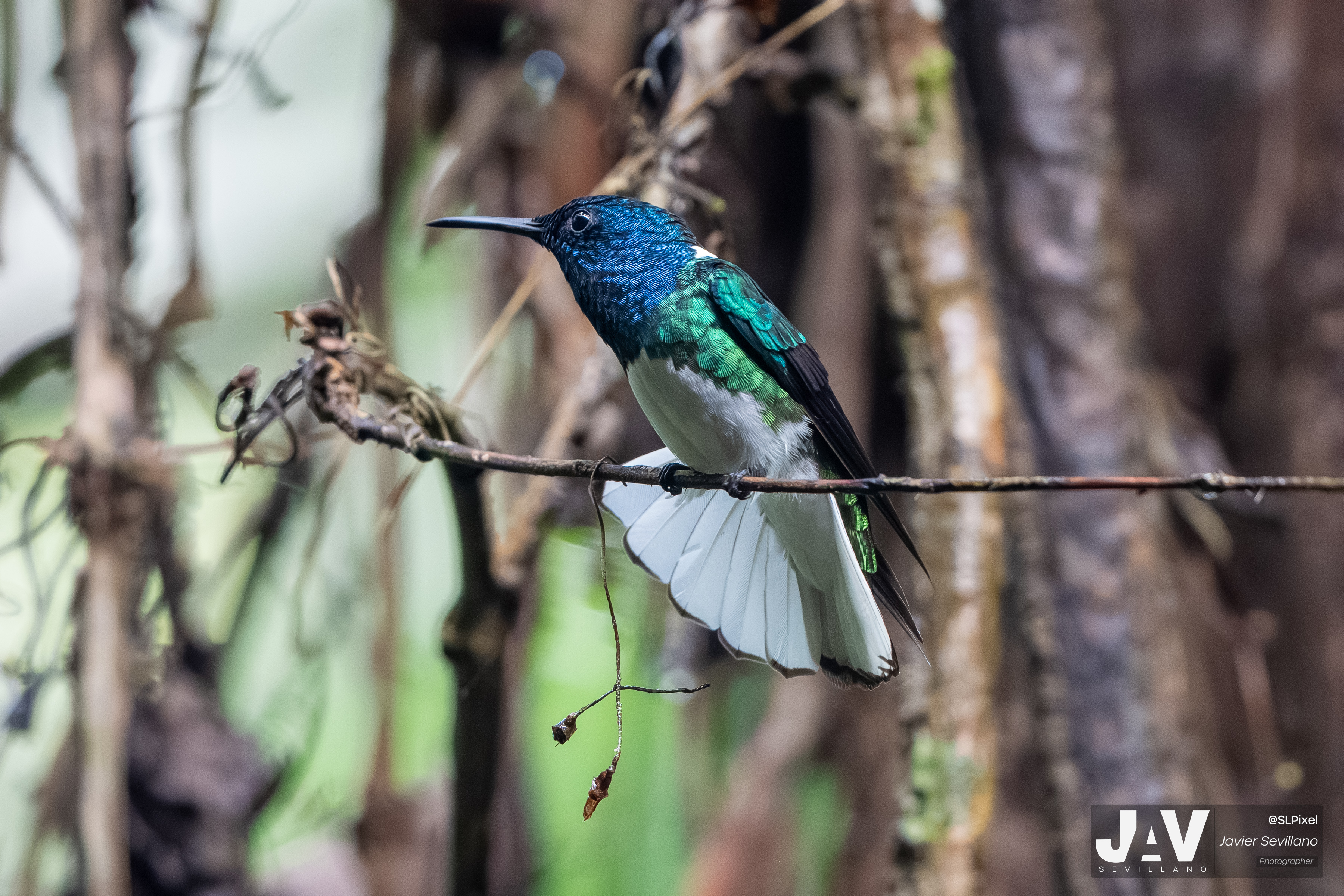 PANAMA RAINFOREST — 28