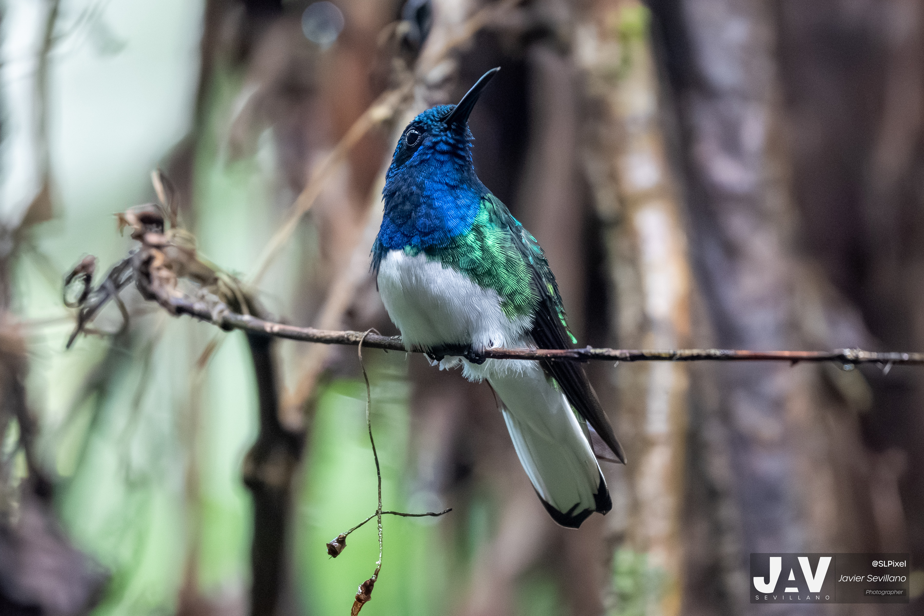 PANAMA RAINFOREST — 29