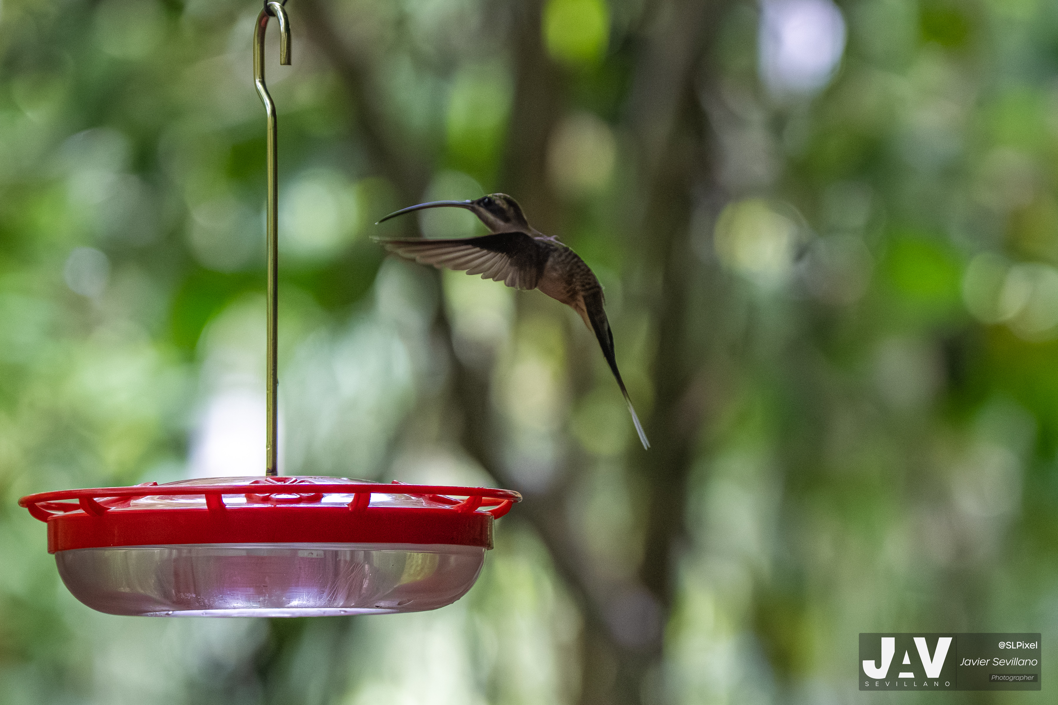 PANAMA RAINFOREST — 30