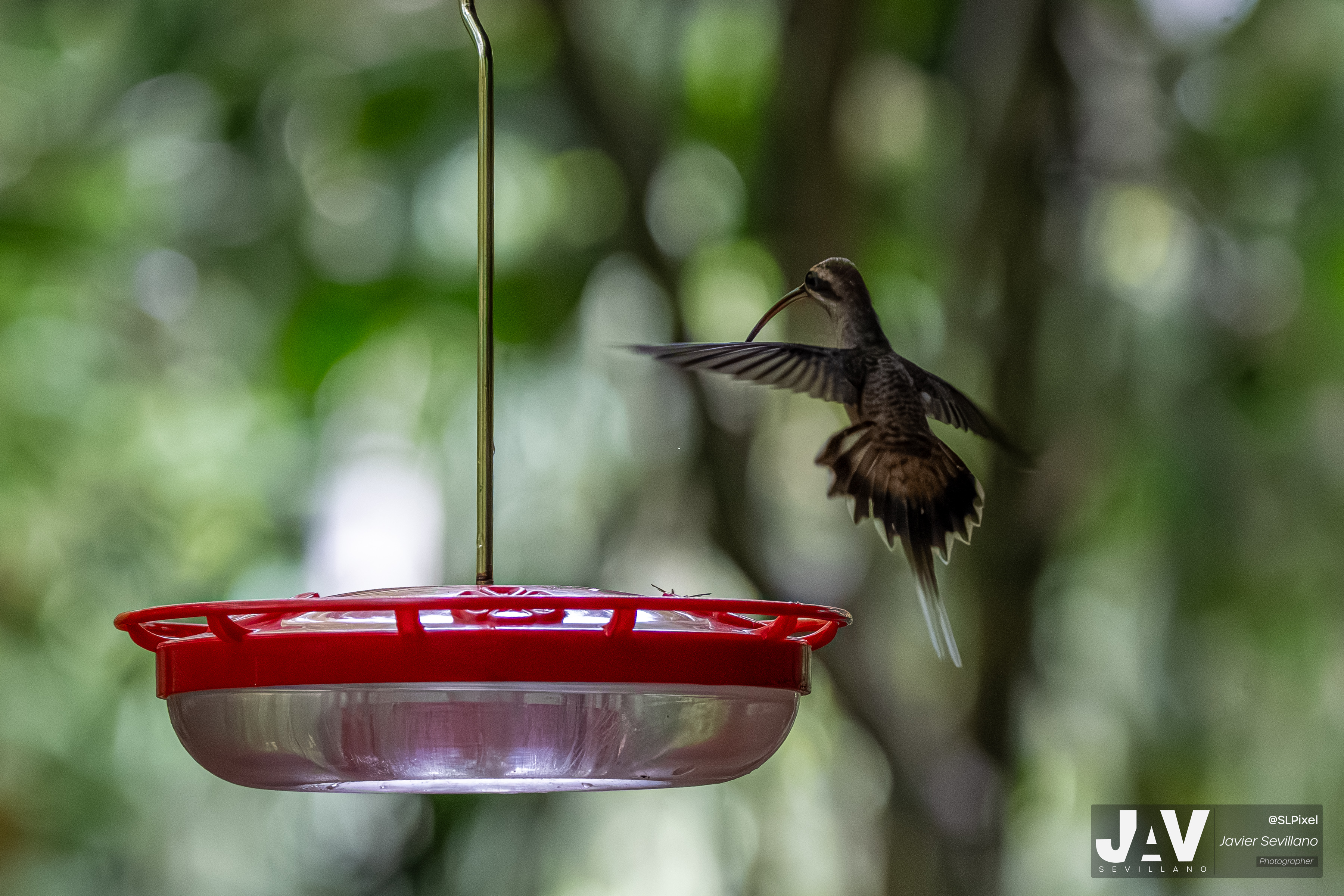 PANAMA RAINFOREST — 31