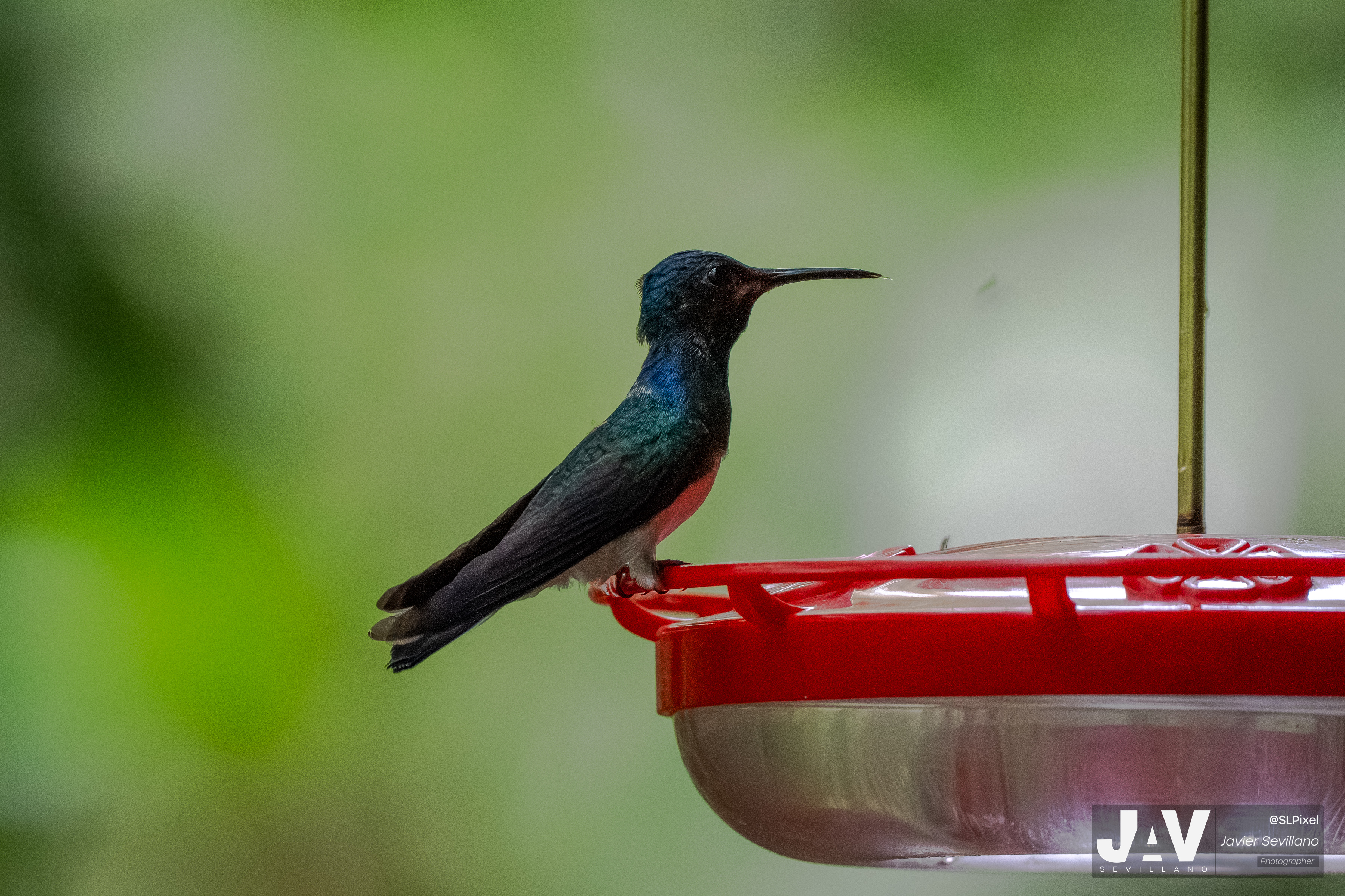 PANAMA RAINFOREST — 32