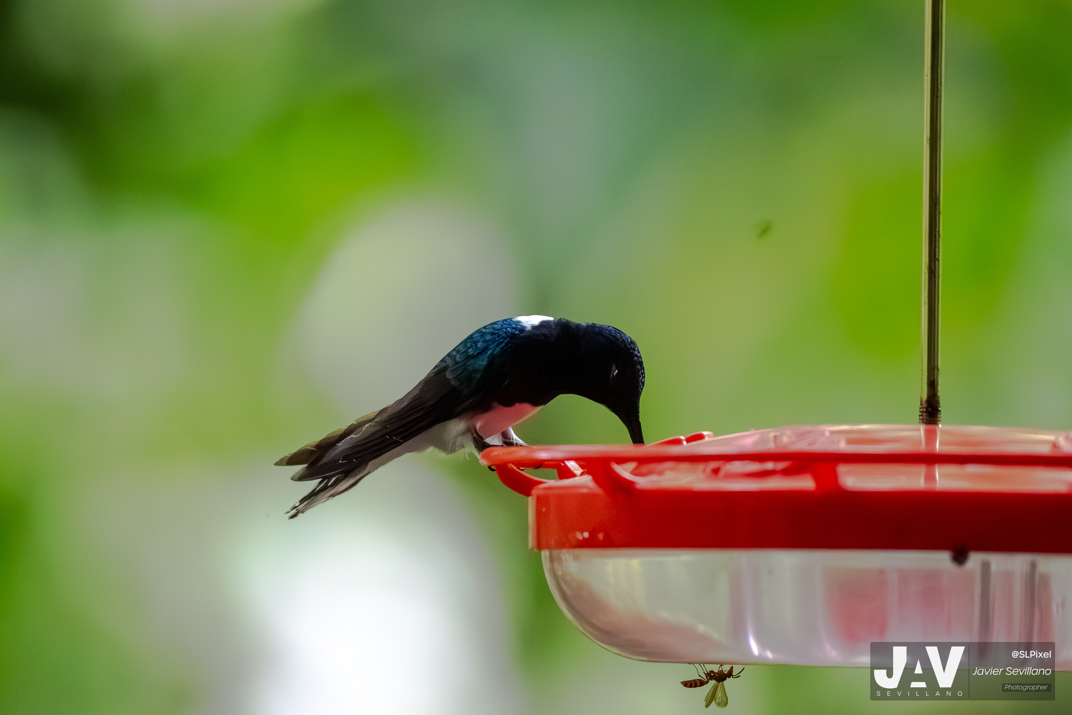 PANAMA RAINFOREST — 33