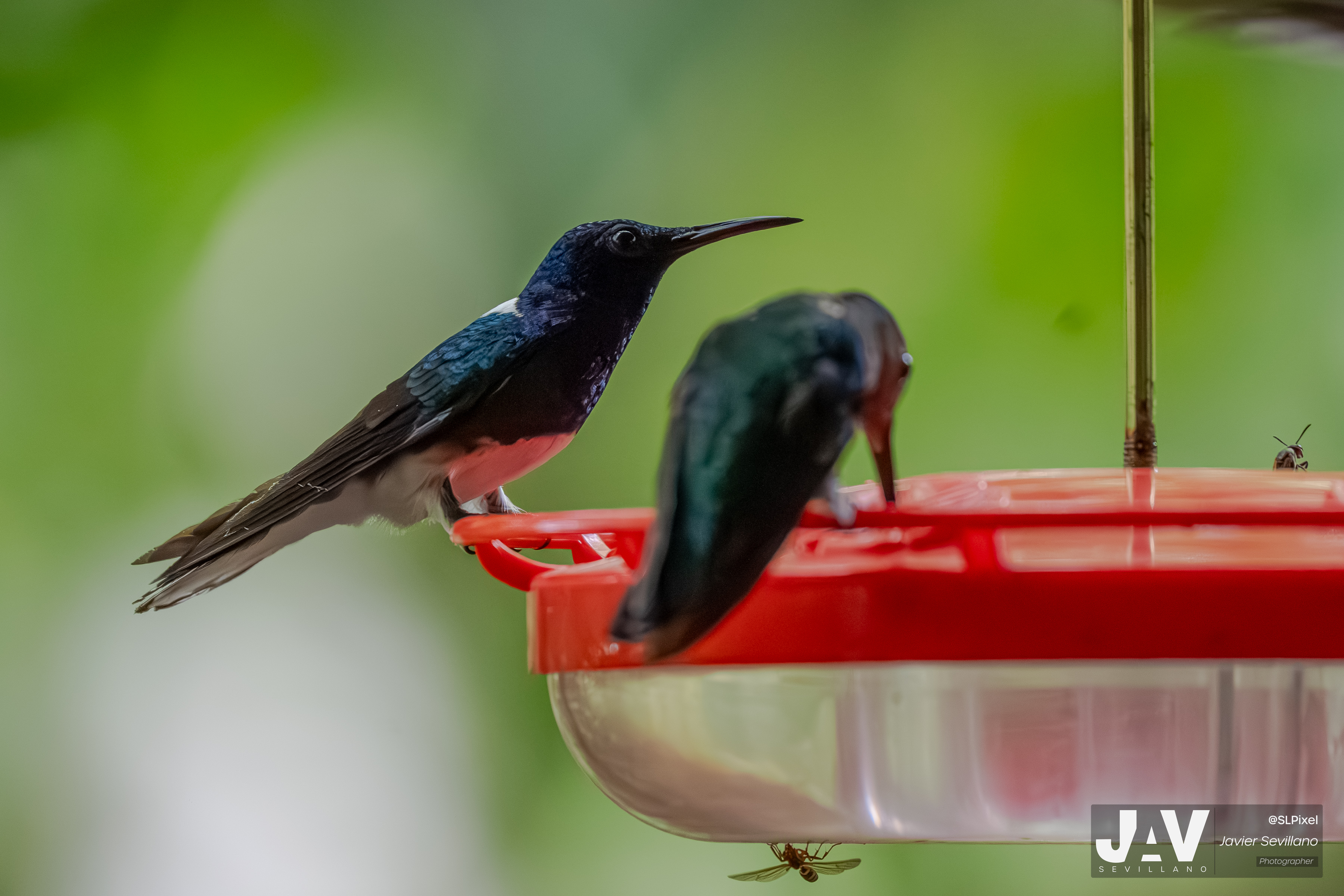 PANAMA RAINFOREST — 34