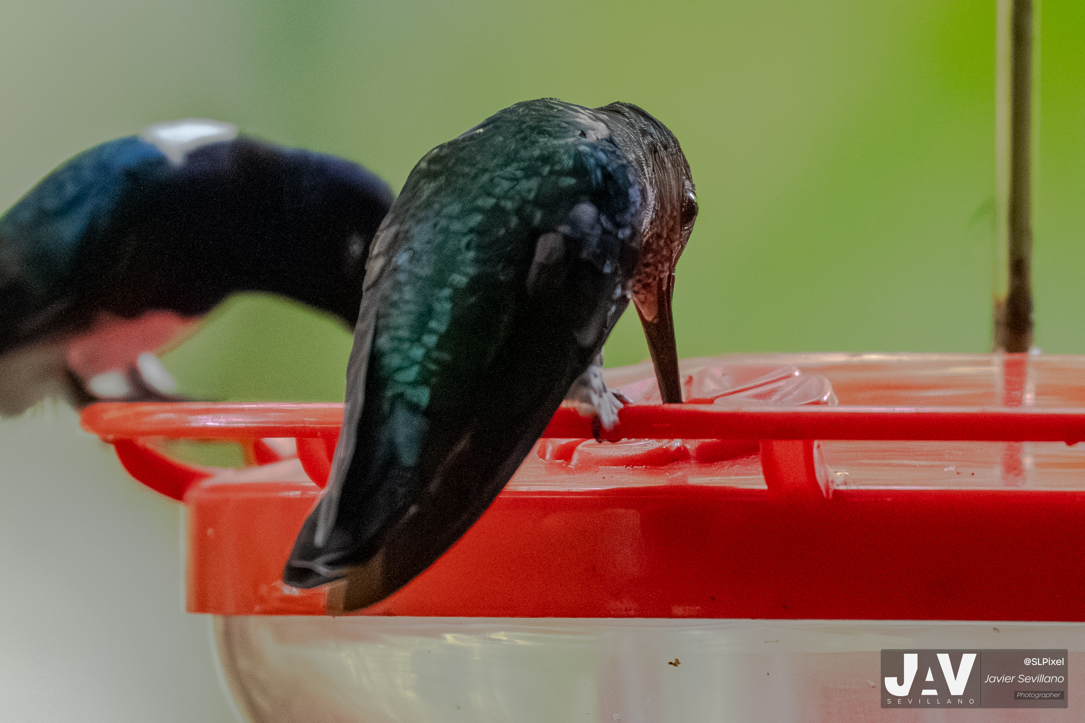 PANAMA RAINFOREST — 35