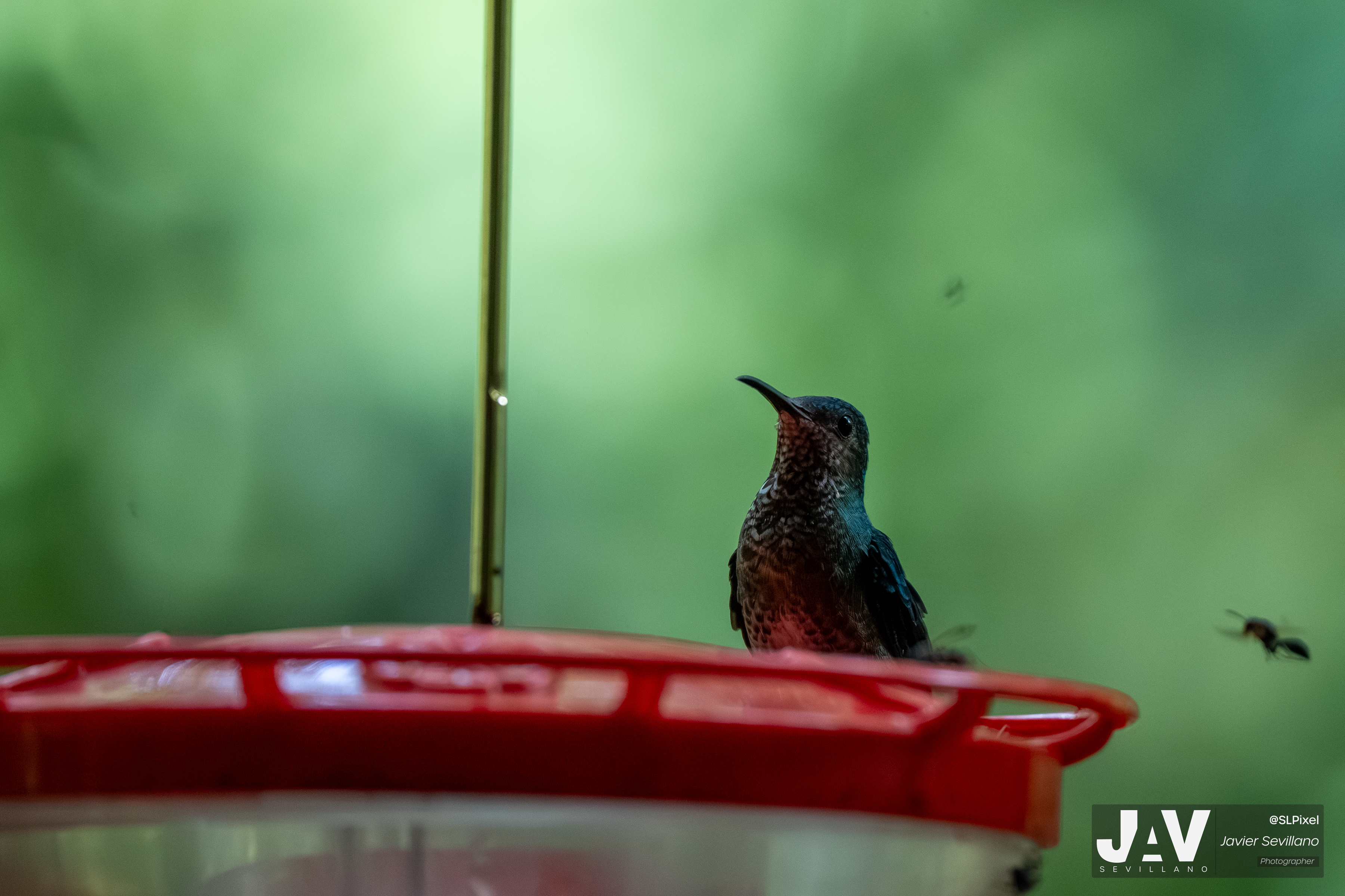 PANAMA RAINFOREST — 36