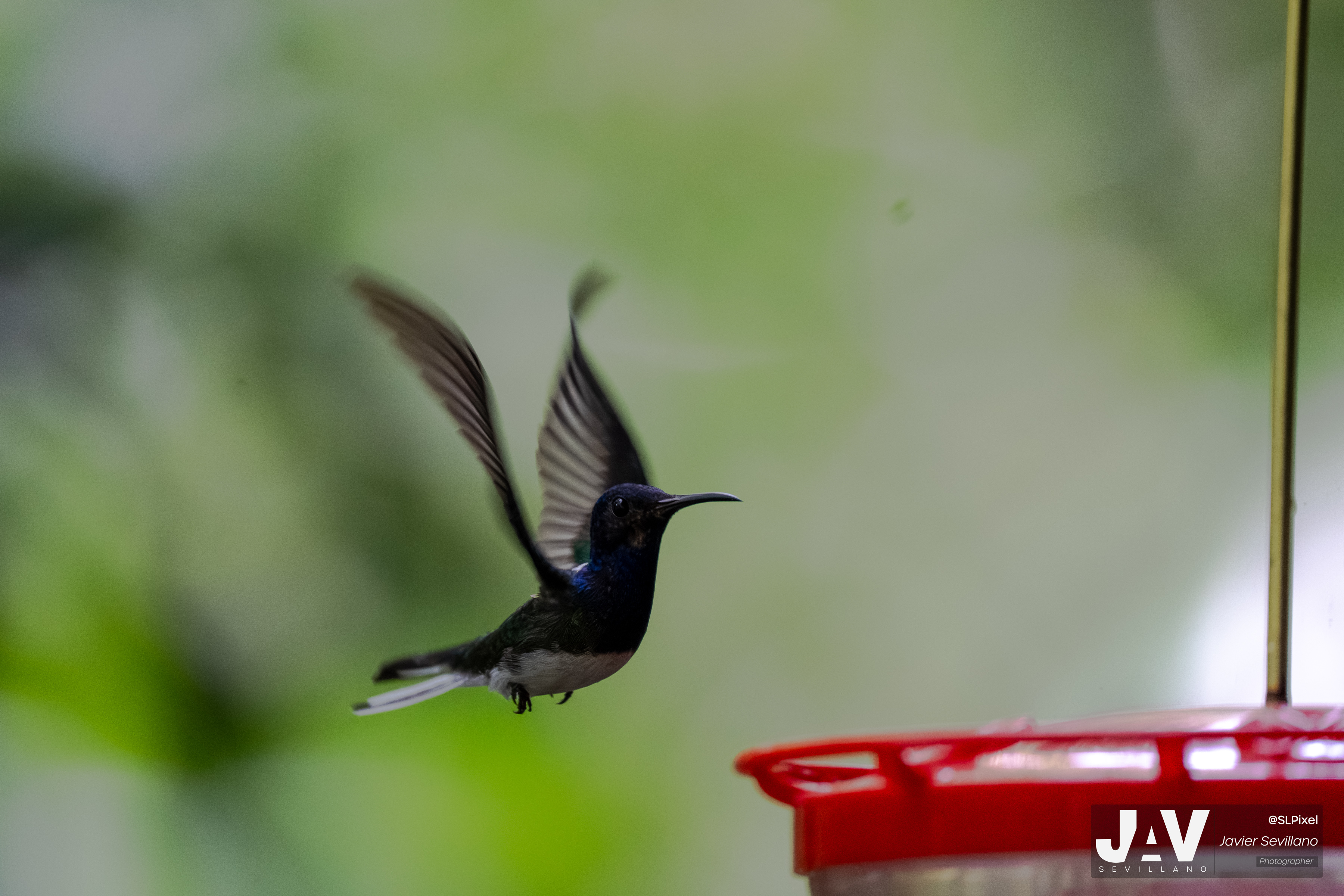 PANAMA RAINFOREST — 37