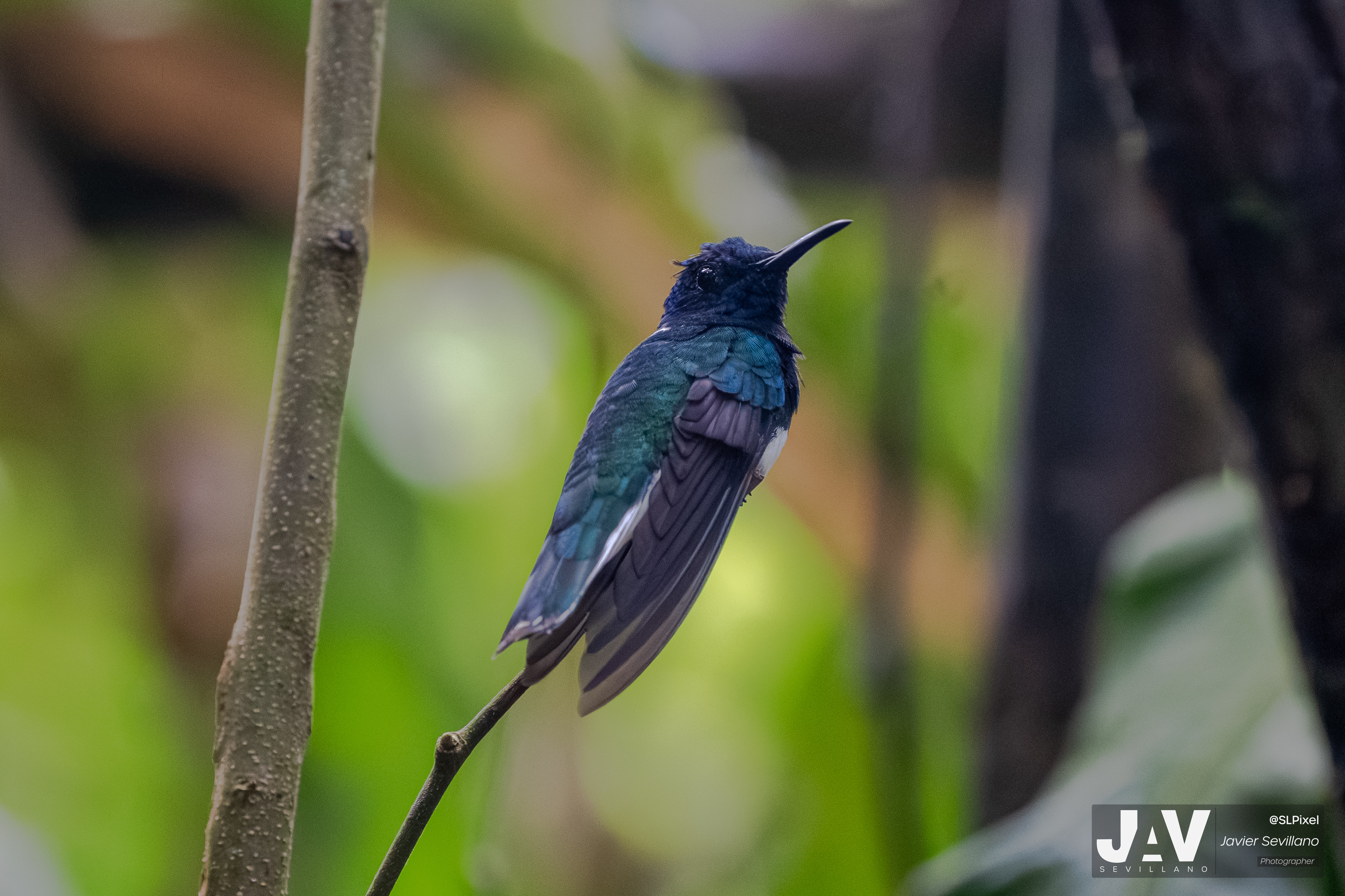 PANAMA RAINFOREST — 38