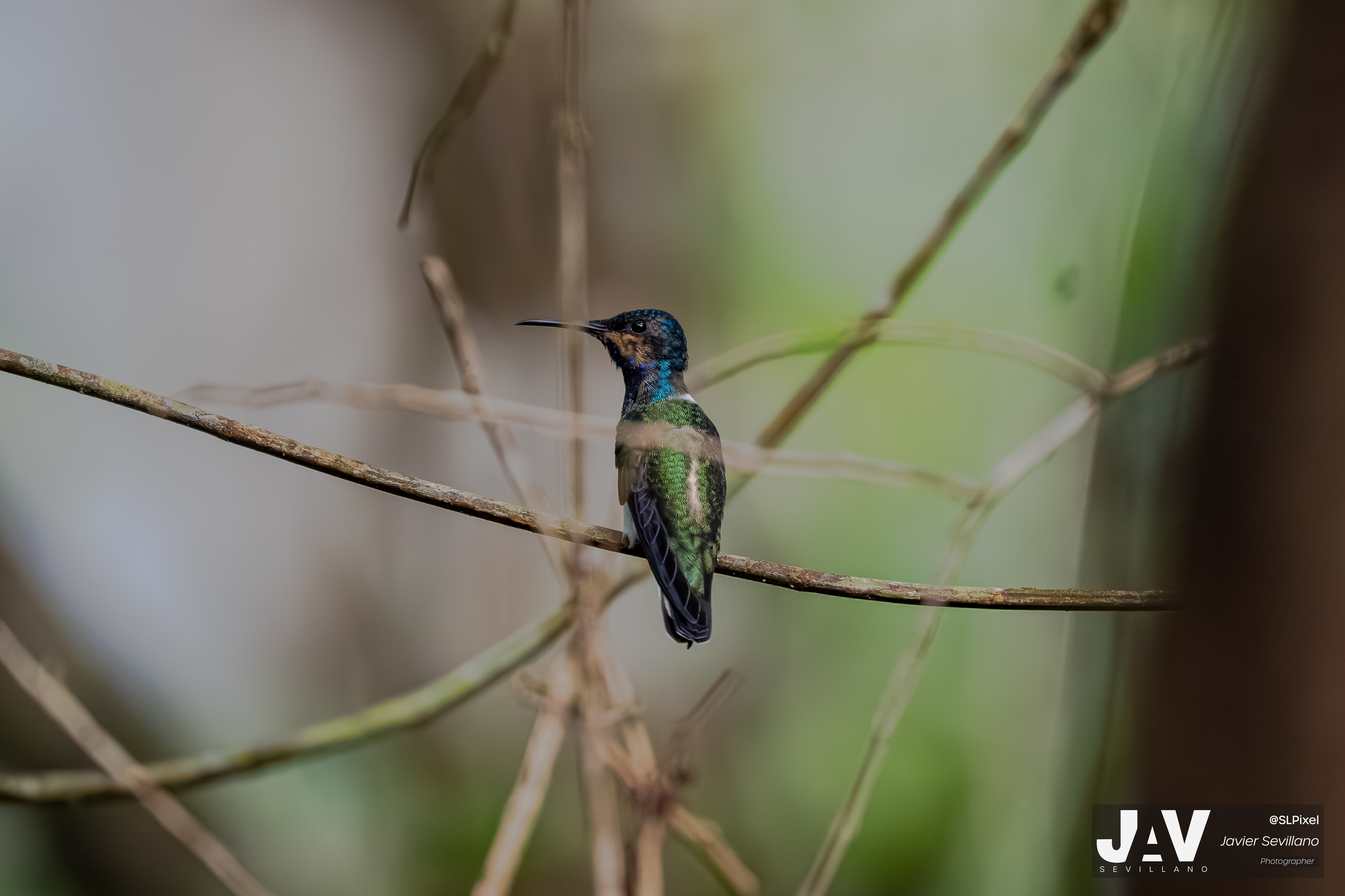 PANAMA RAINFOREST — 39
