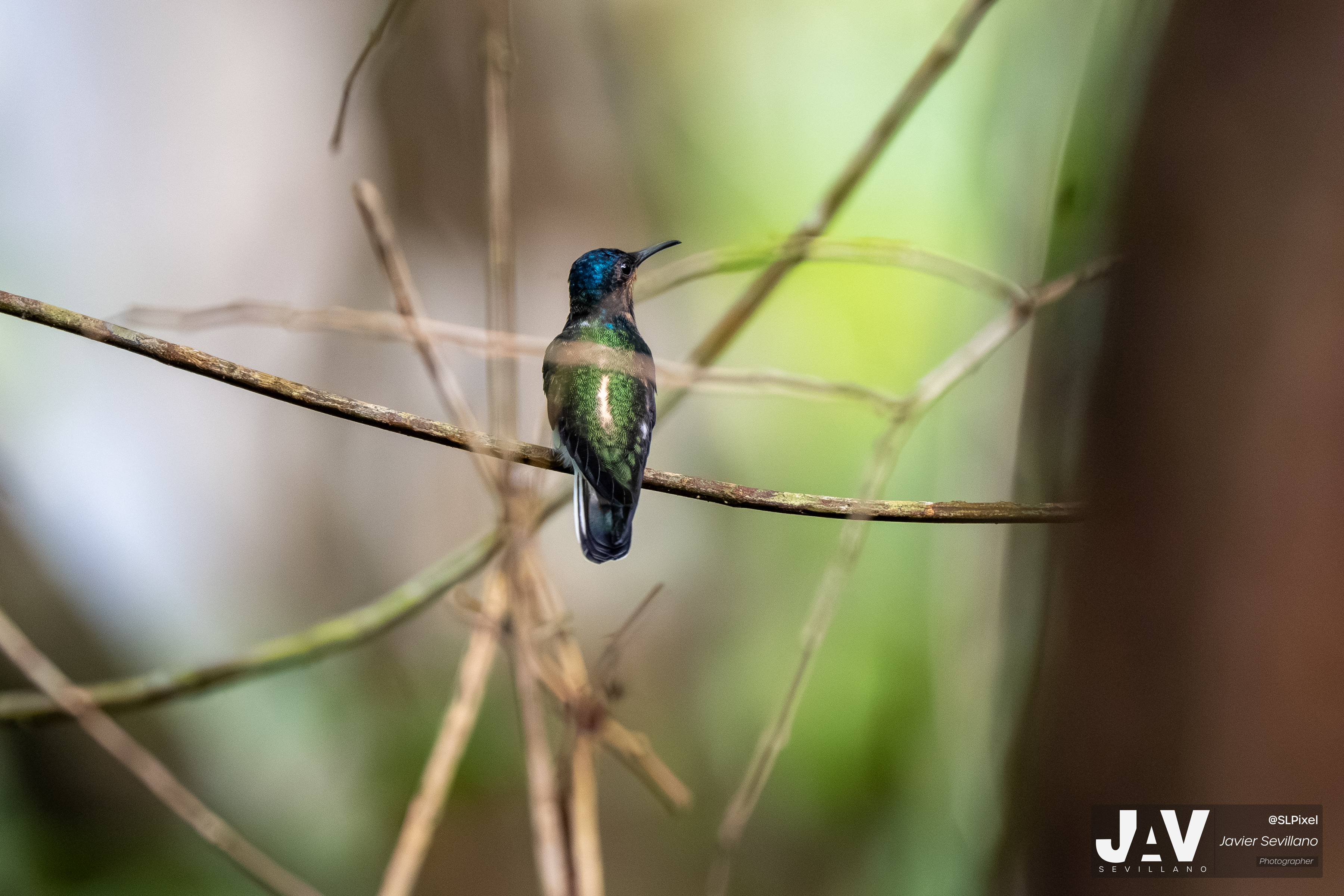 PANAMA RAINFOREST — 40