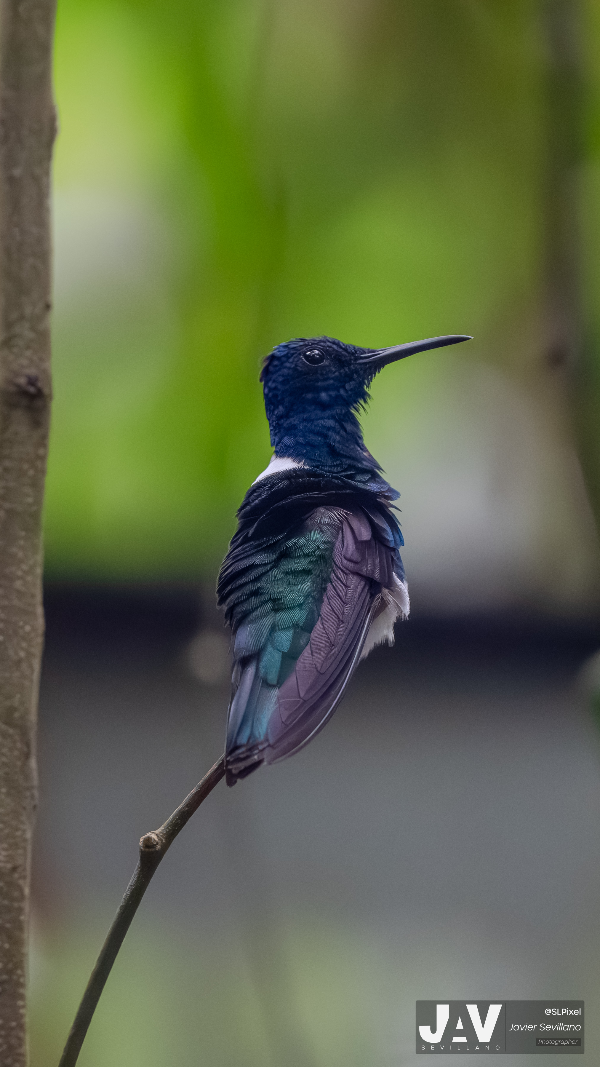 PANAMA RAINFOREST — 41