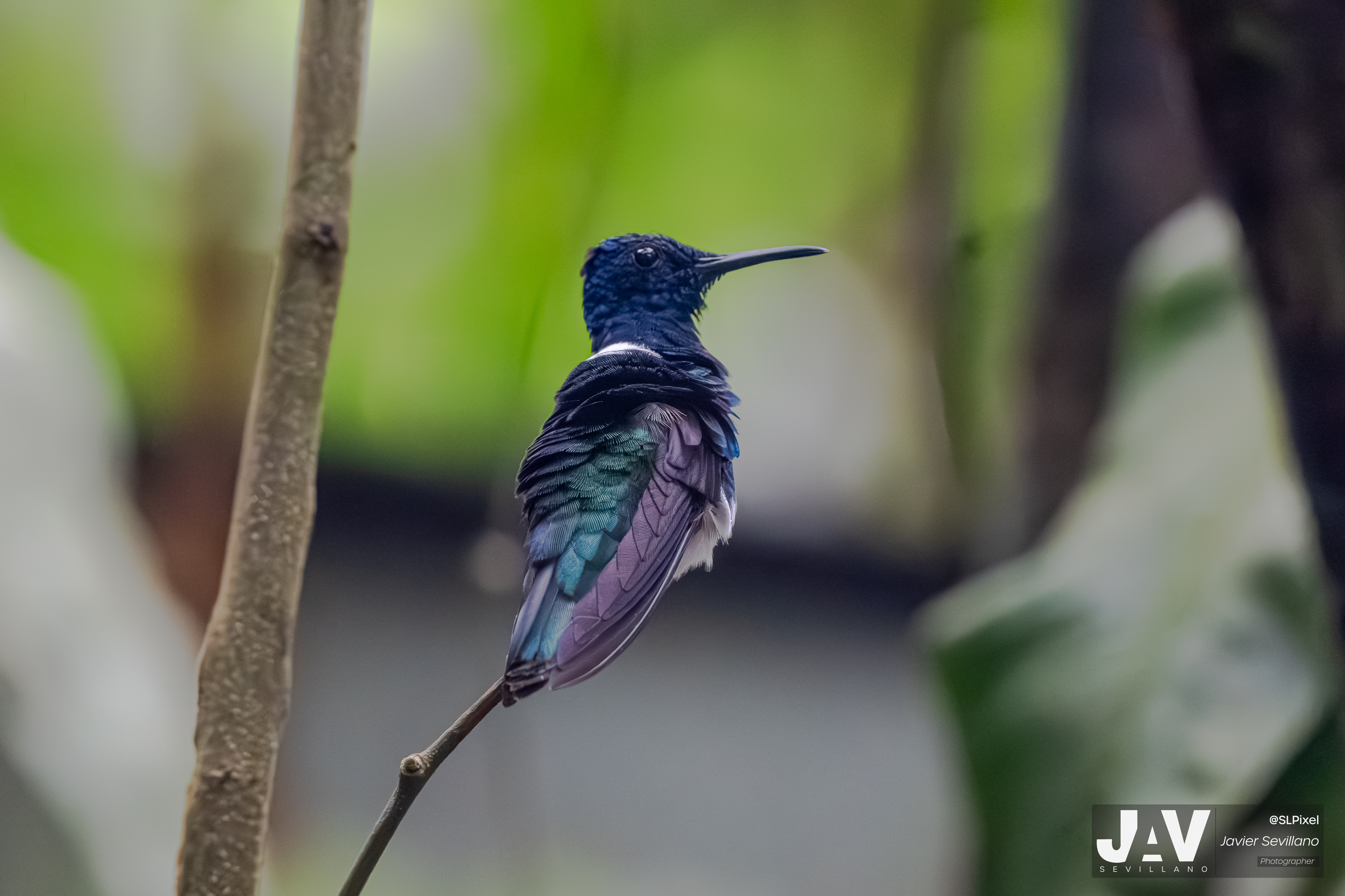 PANAMA RAINFOREST — 42