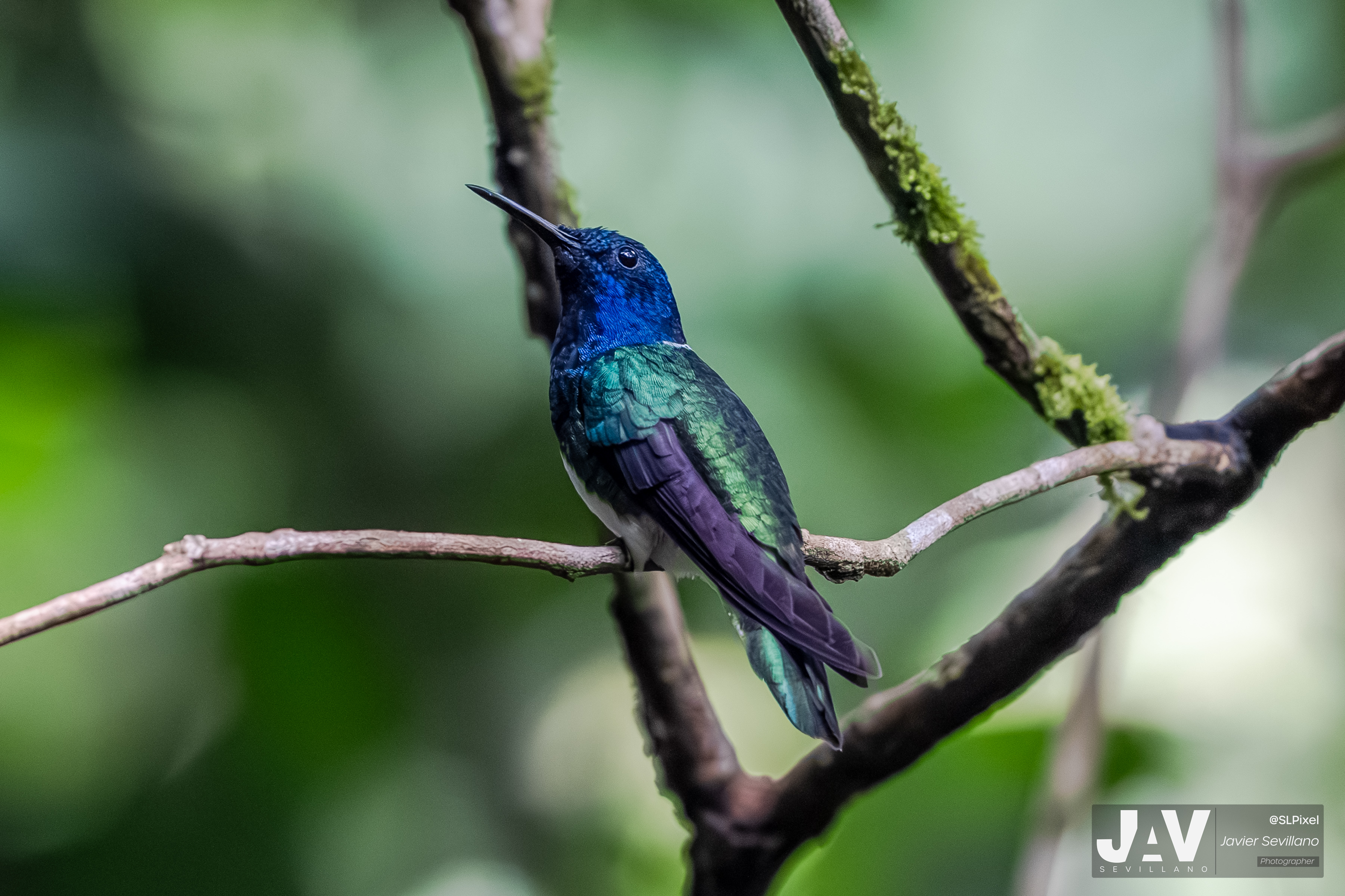 PANAMA RAINFOREST — 43