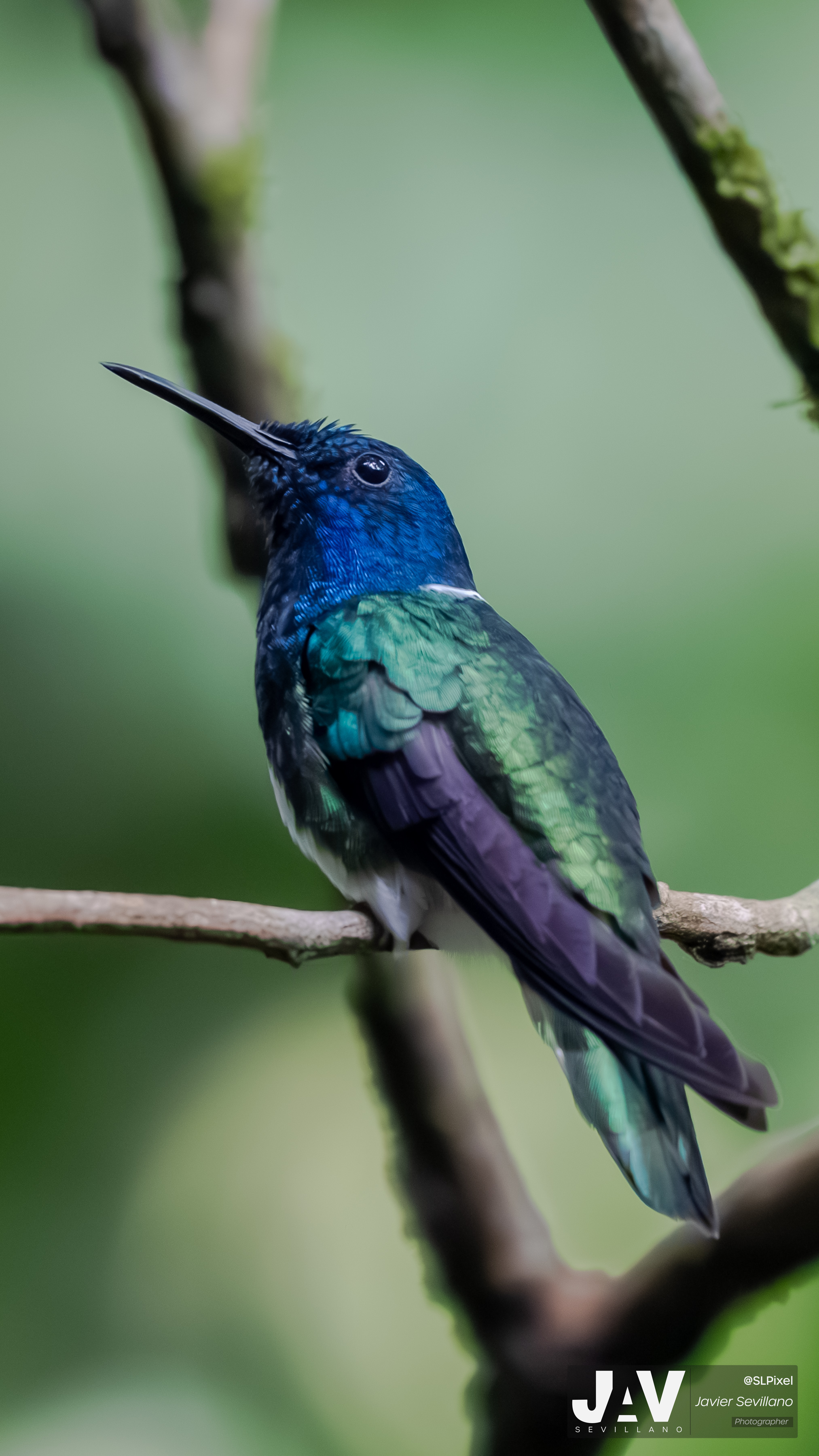 PANAMA RAINFOREST — 44