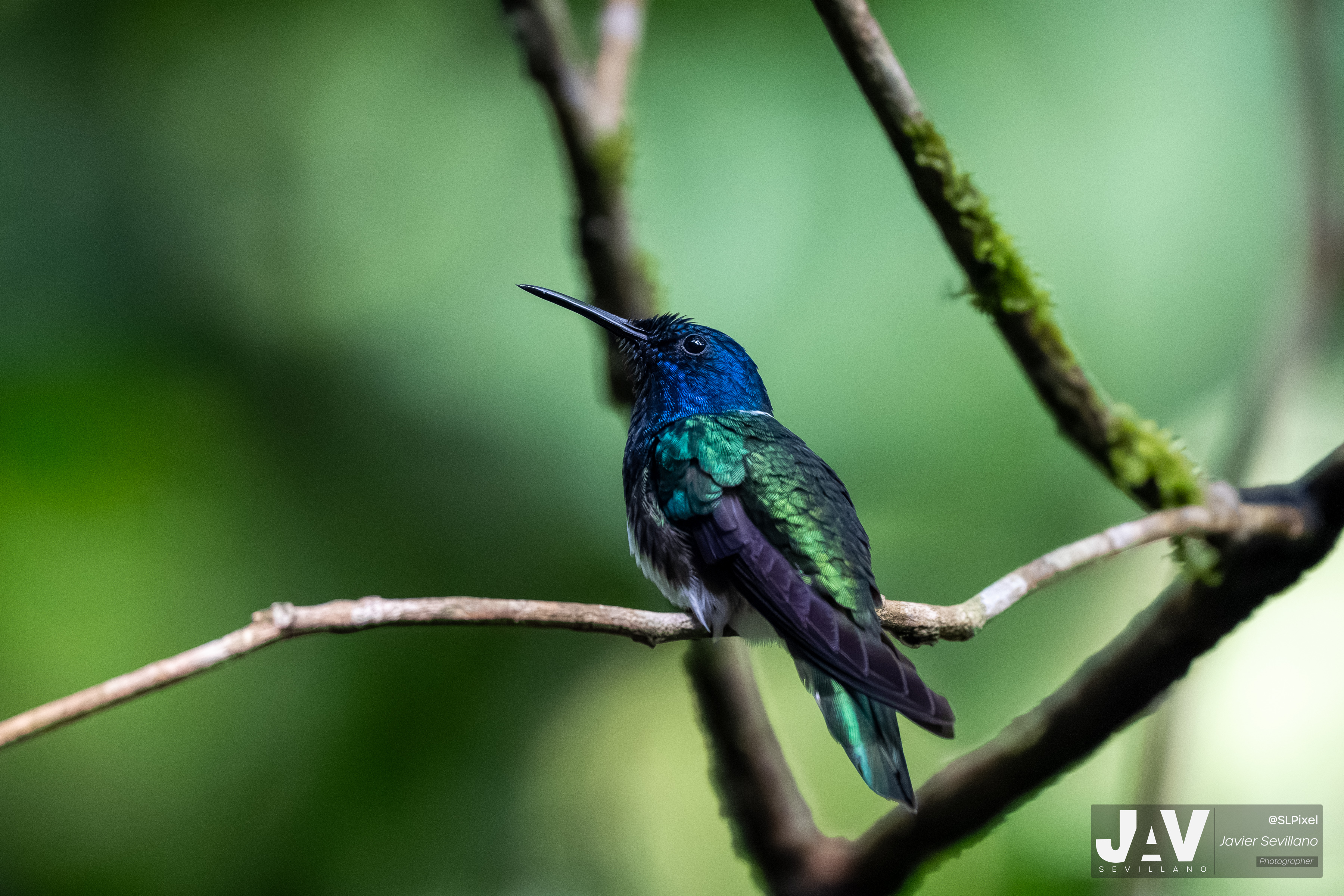 PANAMA RAINFOREST — 45