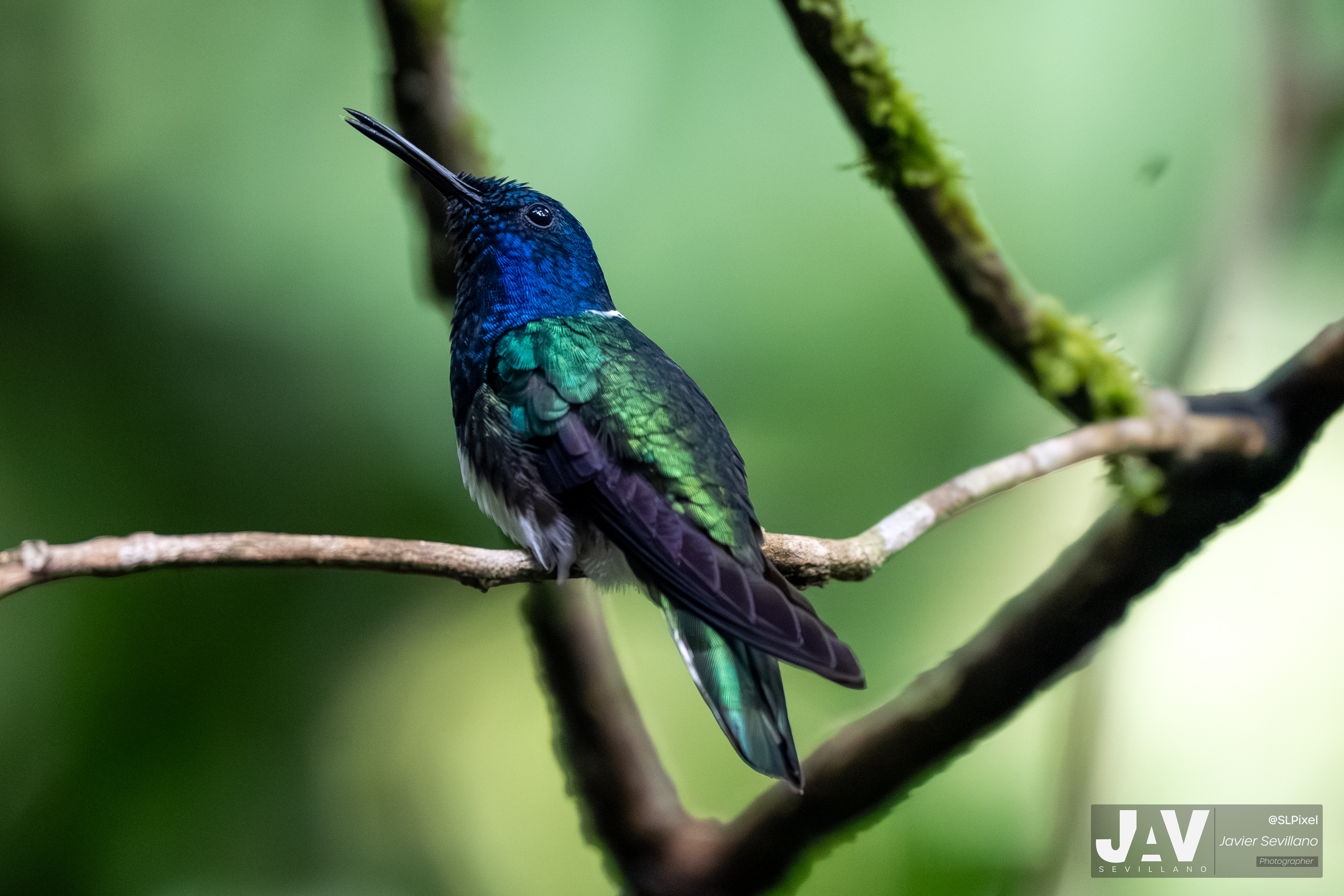 PANAMA RAINFOREST — 46