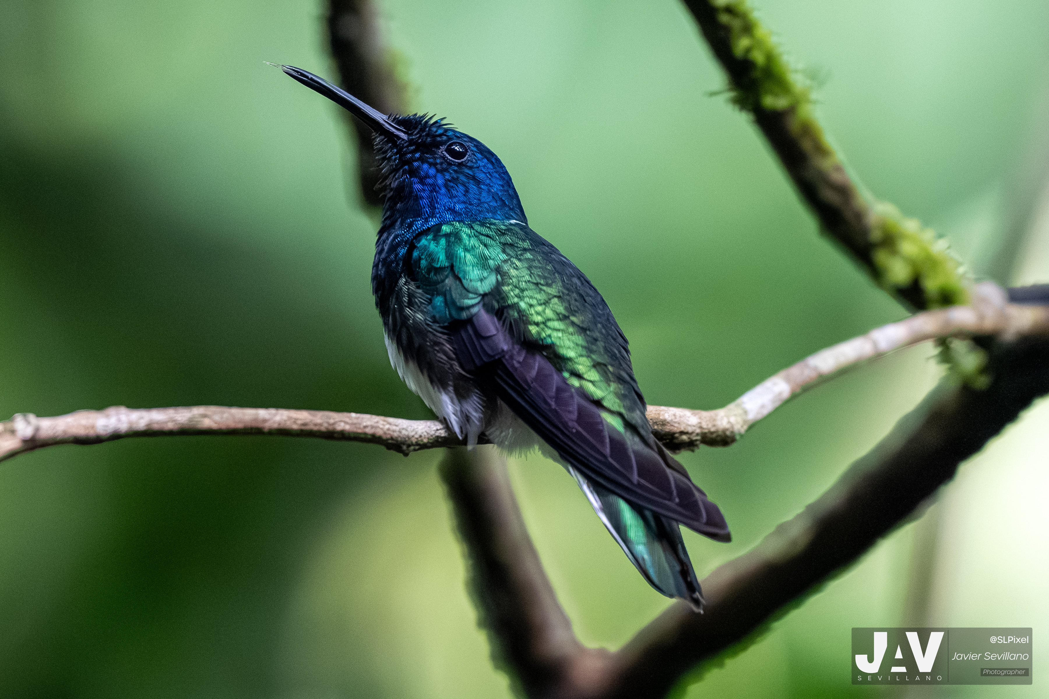 PANAMA RAINFOREST — 47