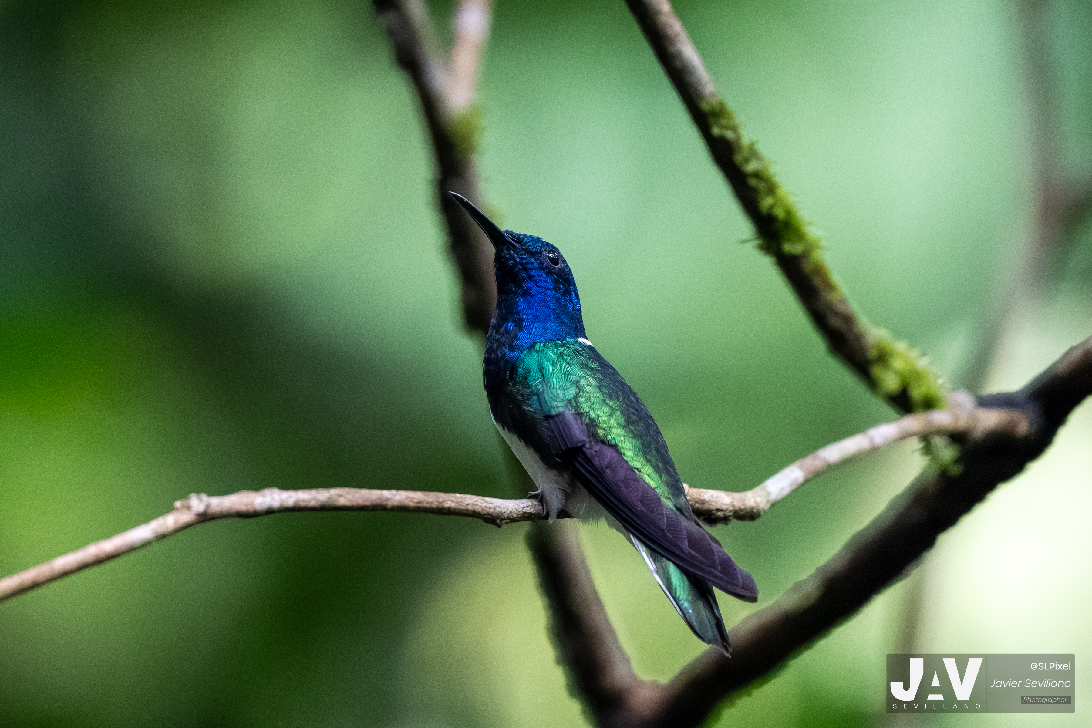 PANAMA RAINFOREST — 48