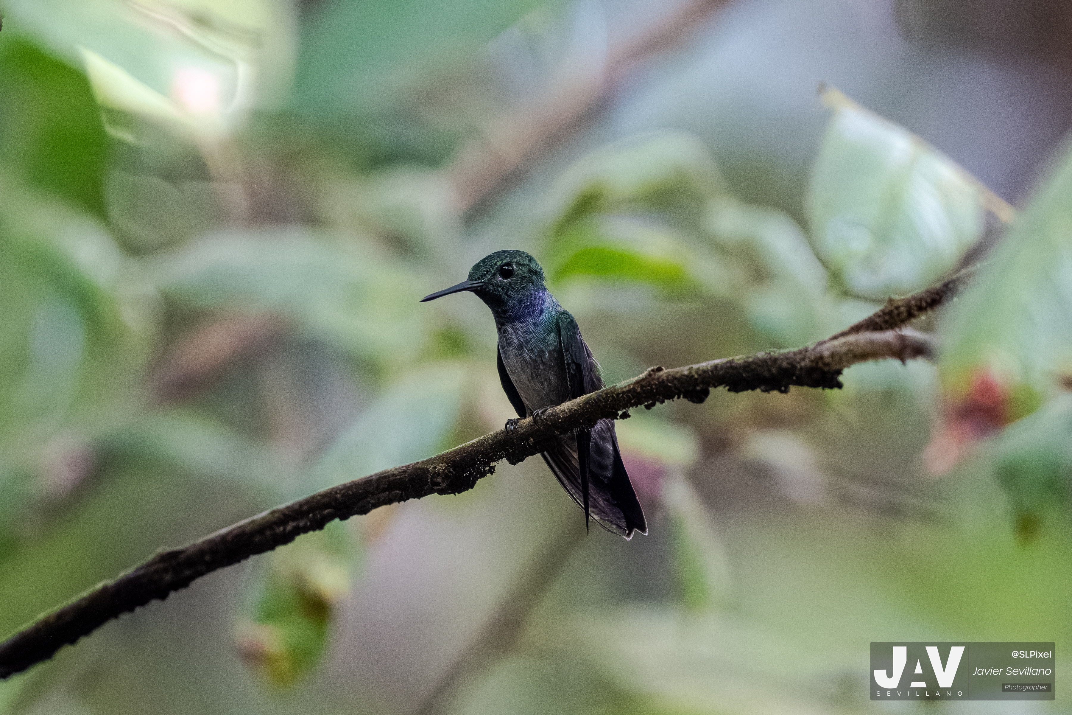 PANAMA RAINFOREST — 49