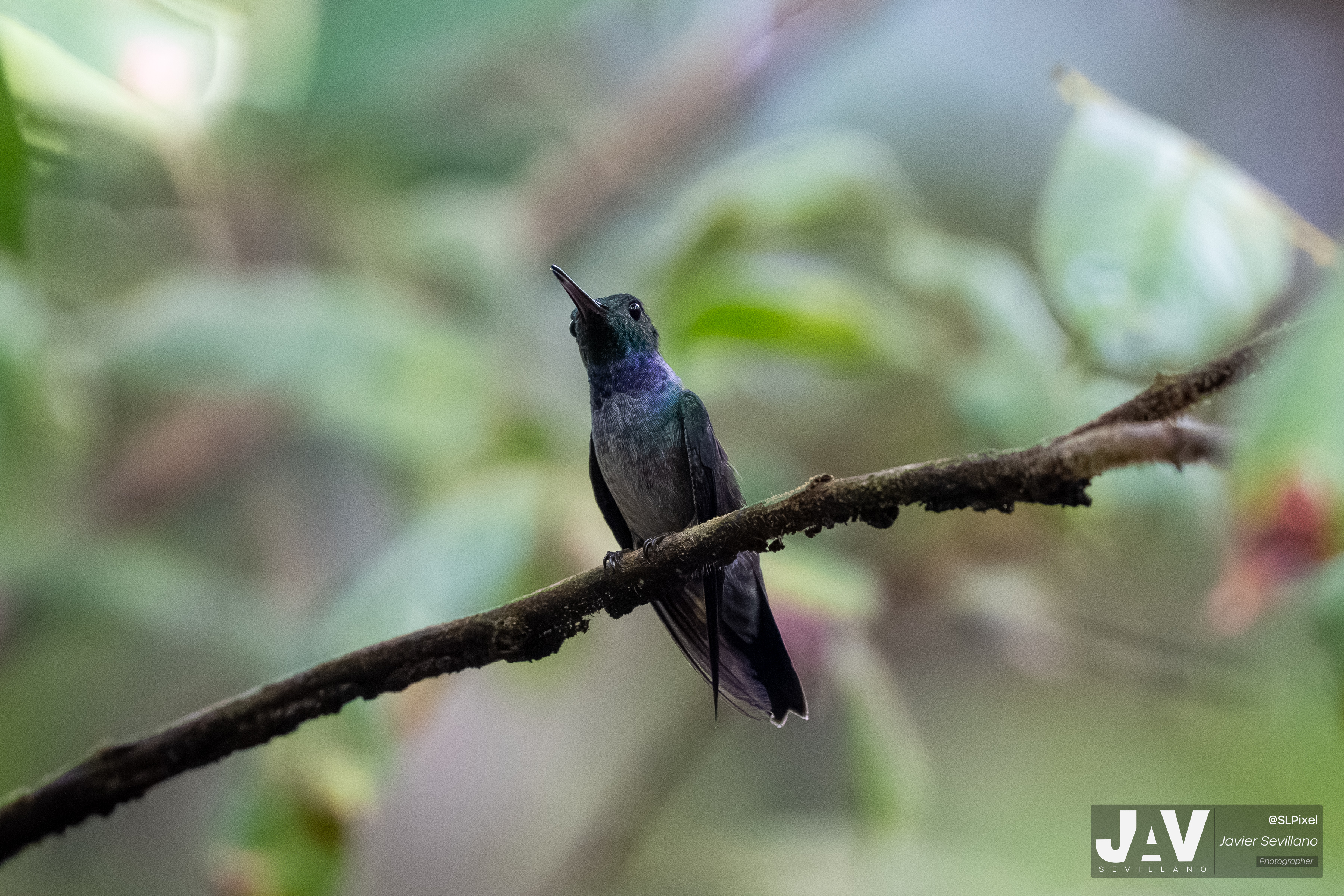 PANAMA RAINFOREST — 50