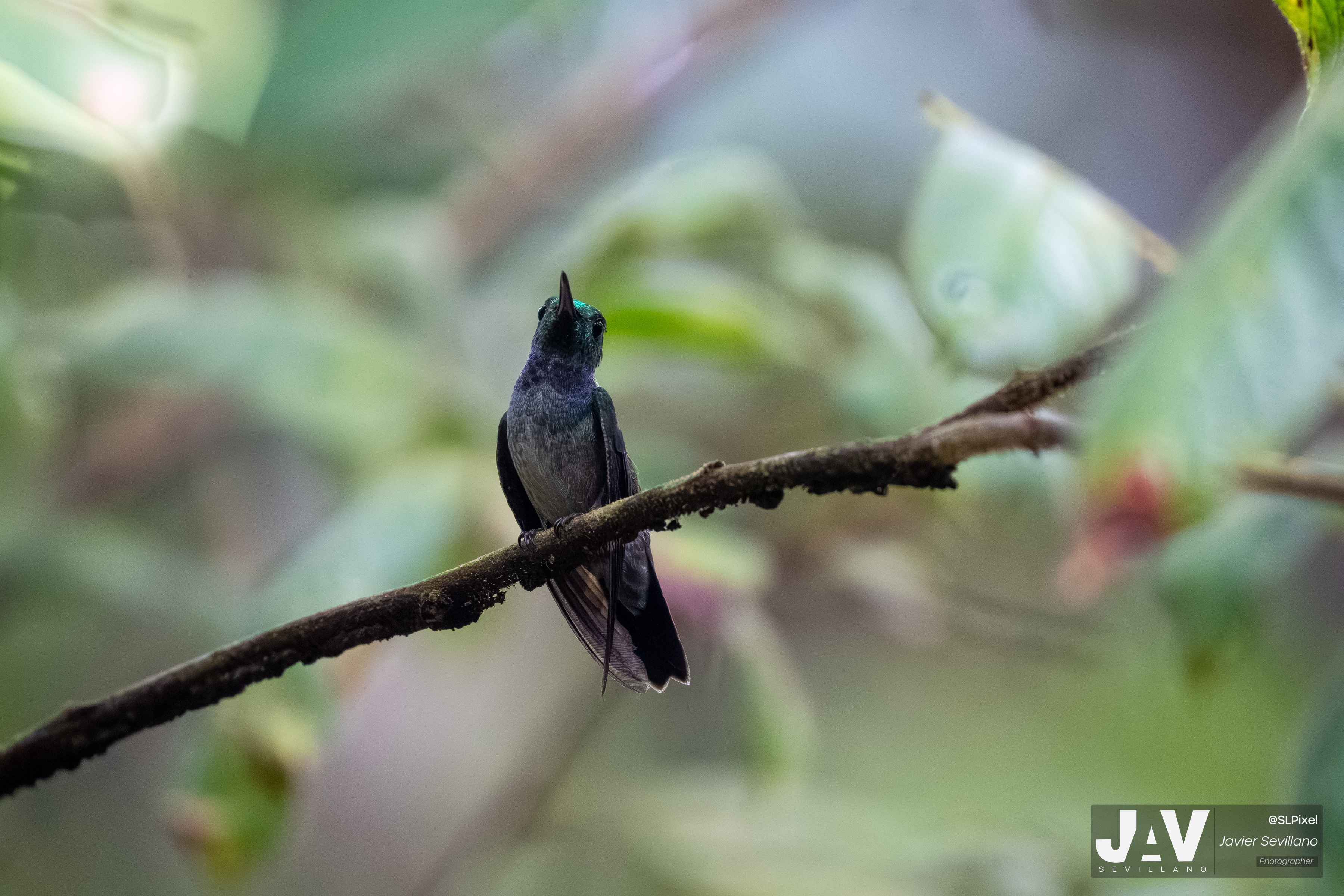 PANAMA RAINFOREST — 51