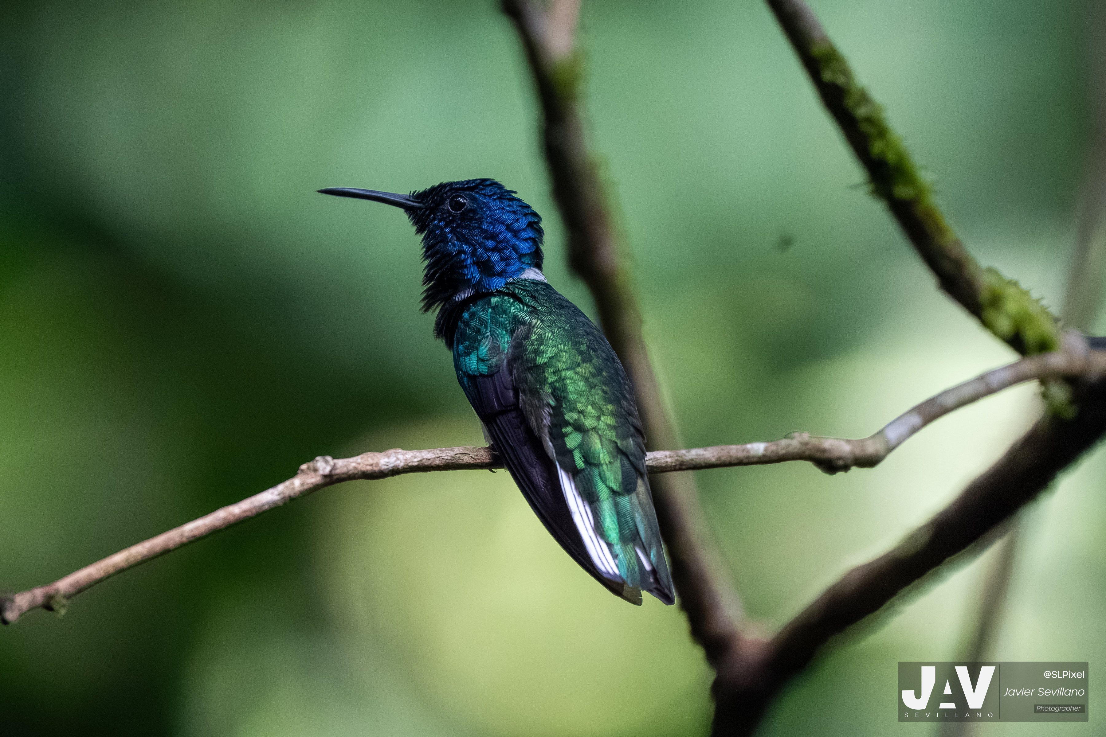 PANAMA RAINFOREST — 52