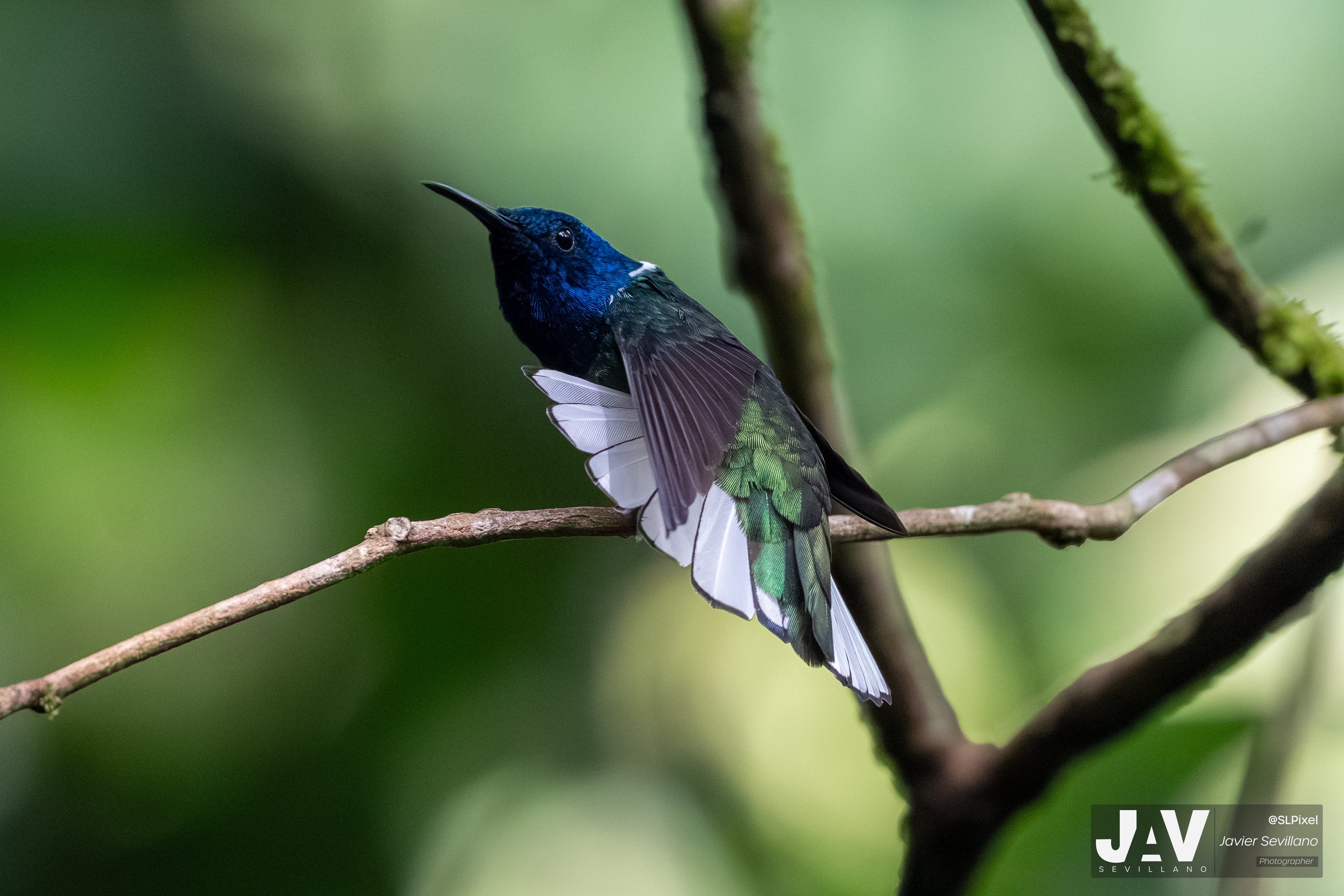 PANAMA RAINFOREST — 53
